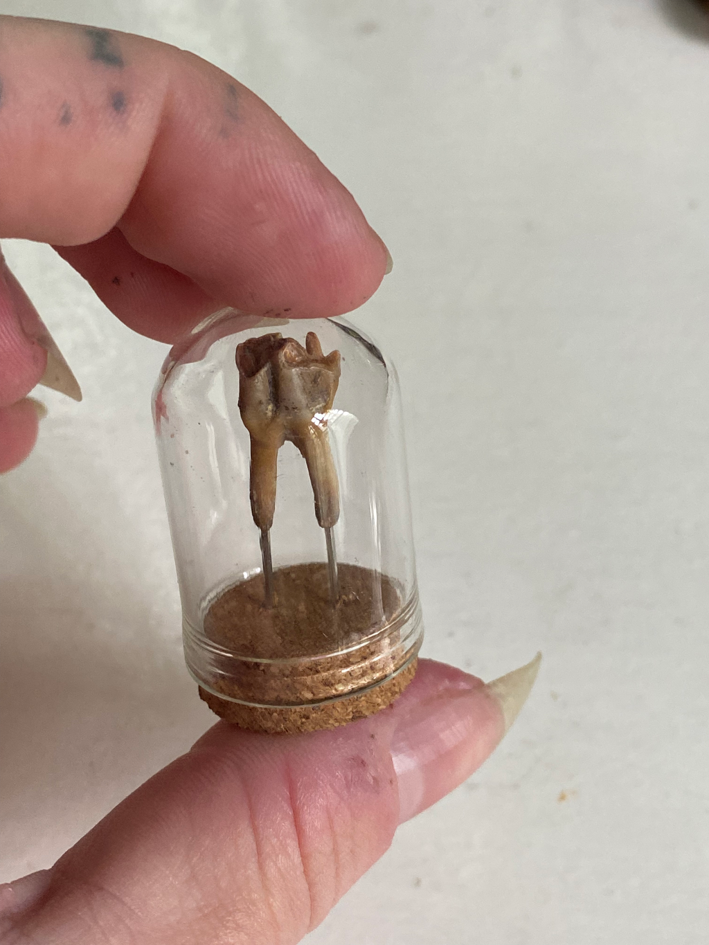 Small Mudlarked Fossilised Tooth in Glass Dome image 2
