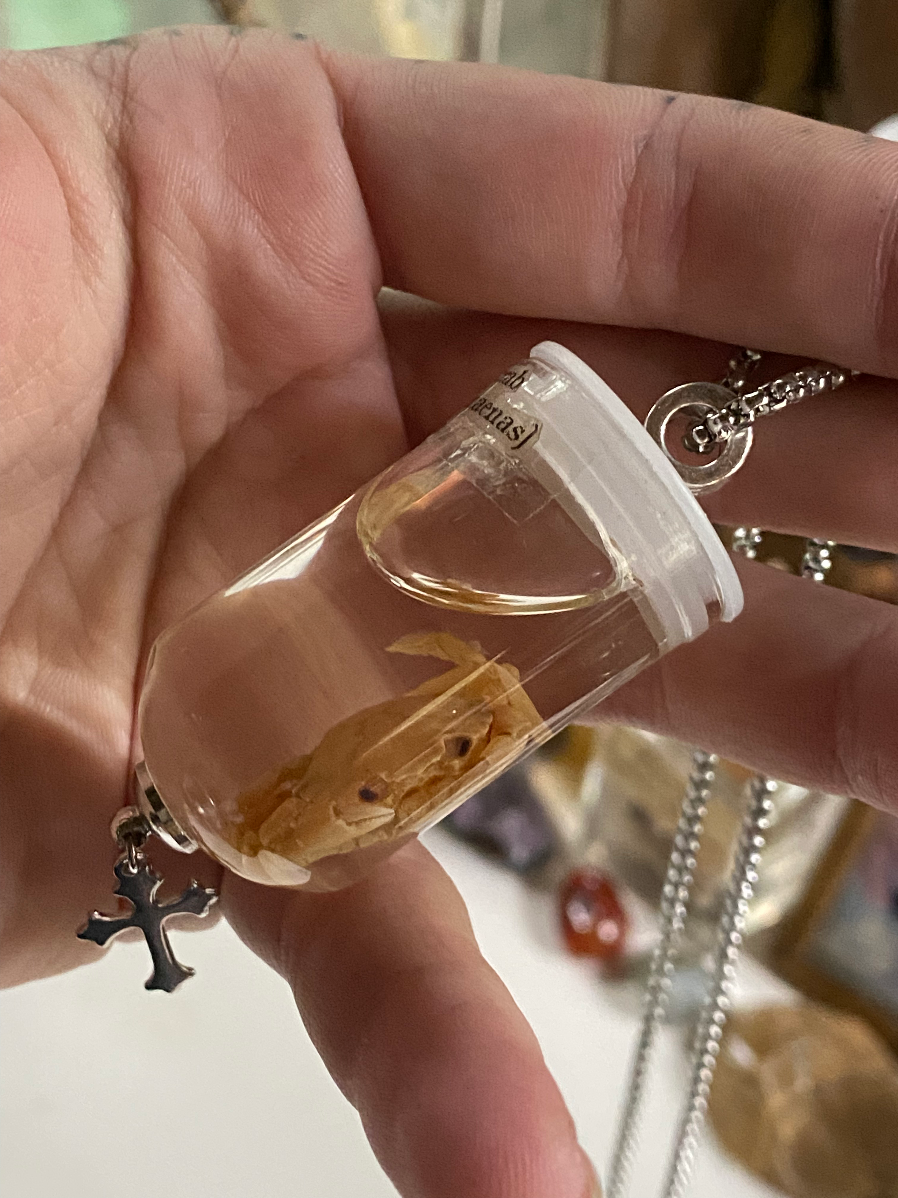 Shore Crab Wet Specimen in Glass Necklace image 4