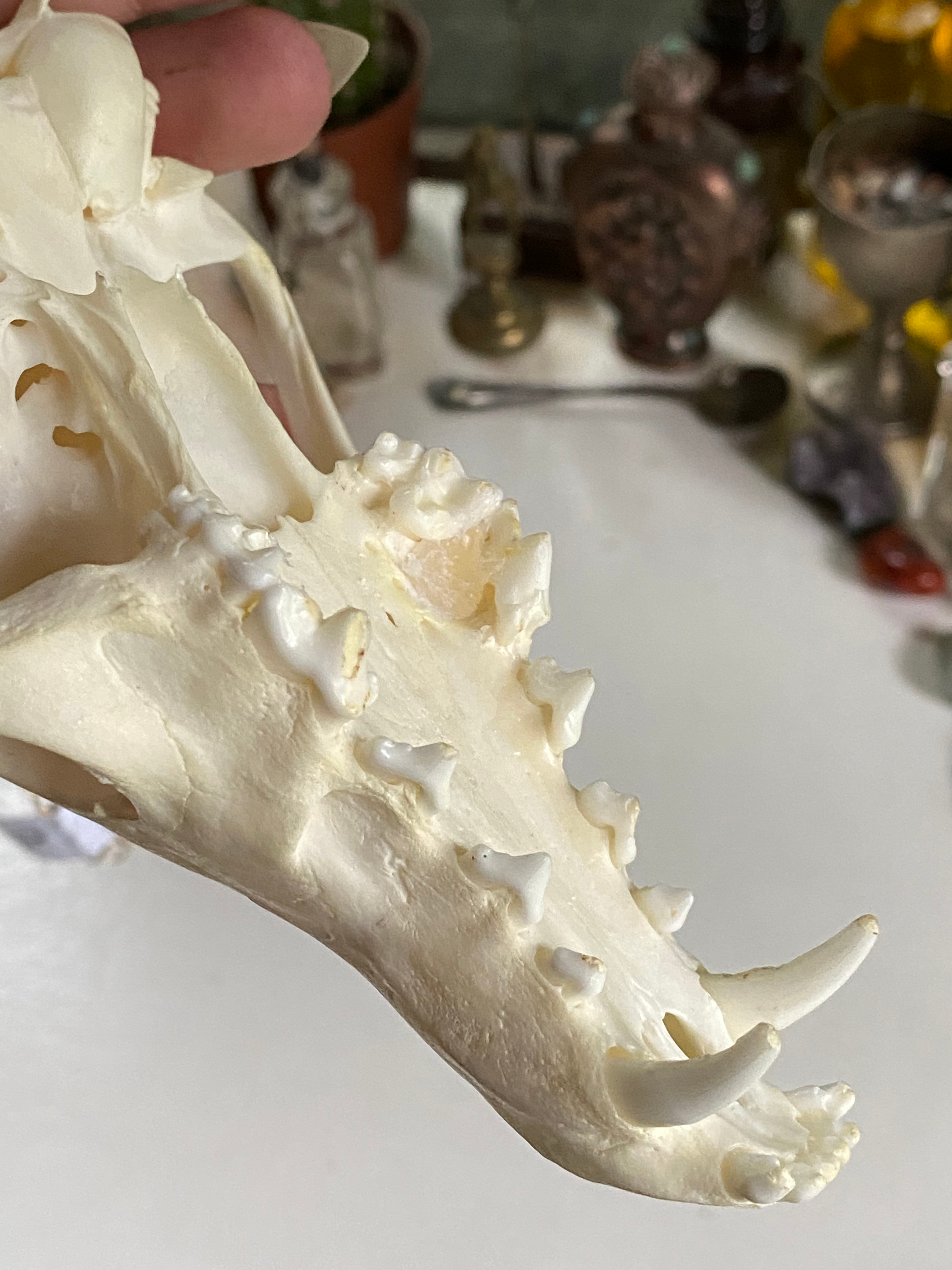 Large Fox Skull on Bronze Colour Chain image 6