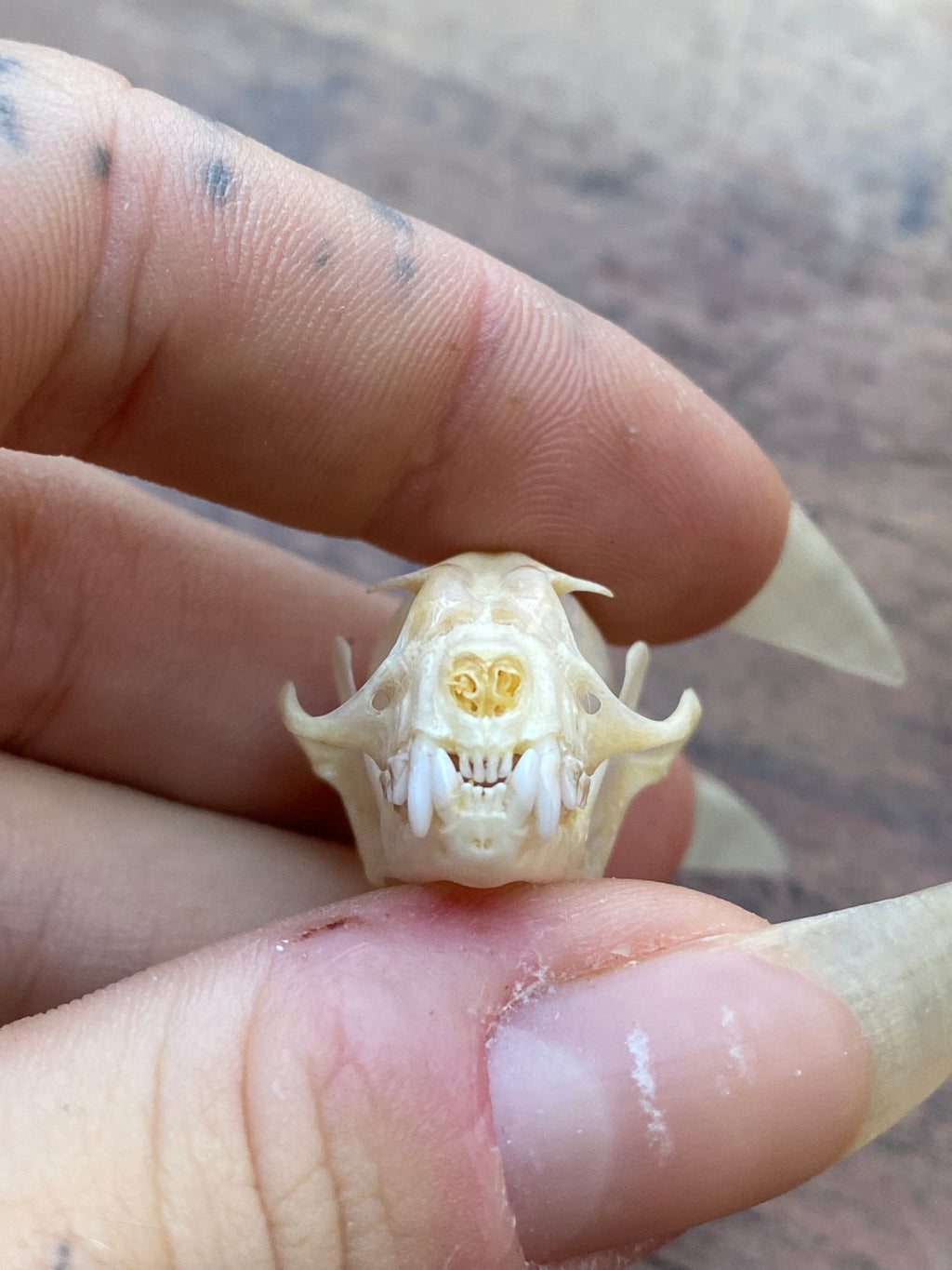Complete Bat Skull