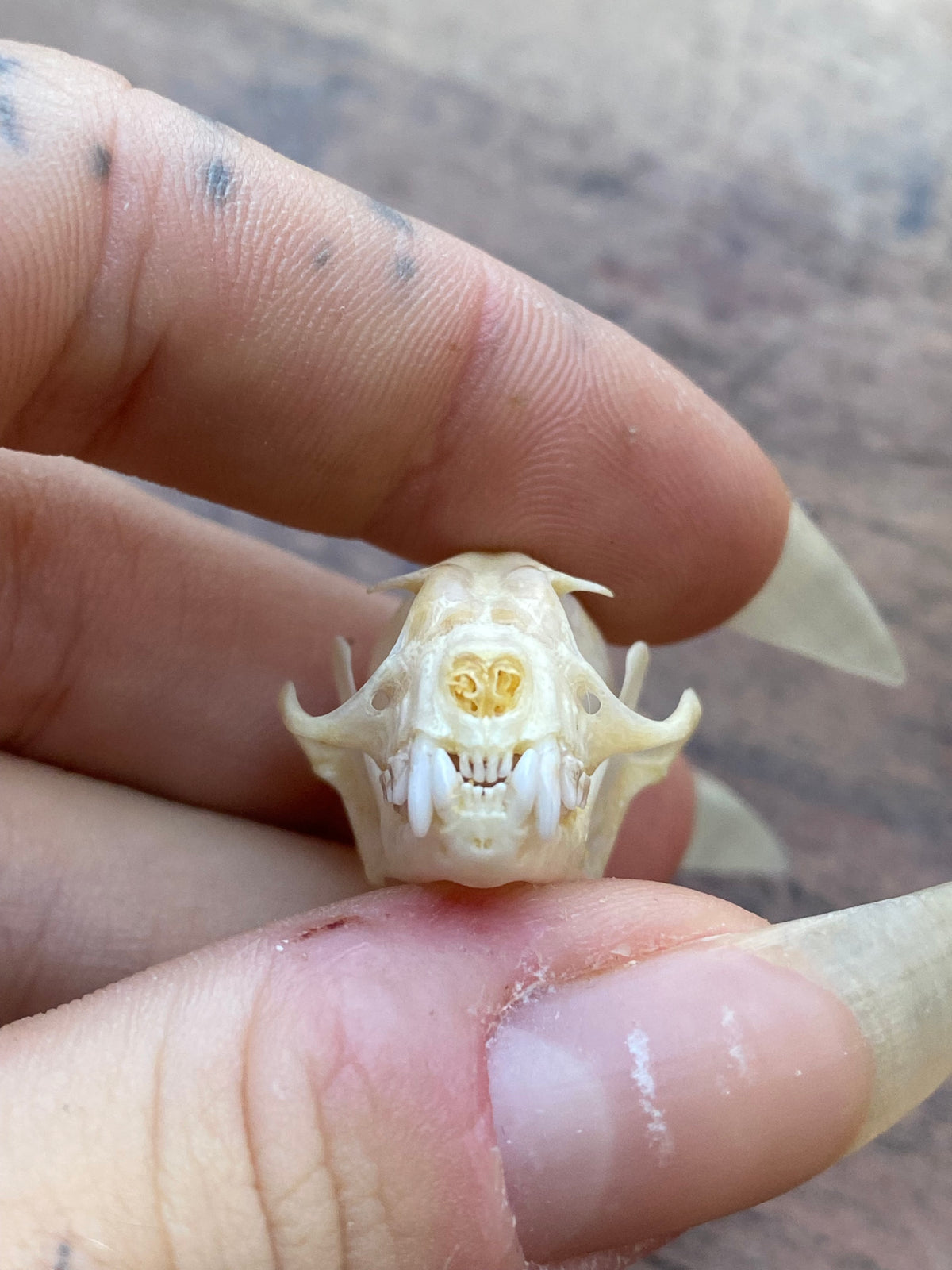 Complete Bat Skull