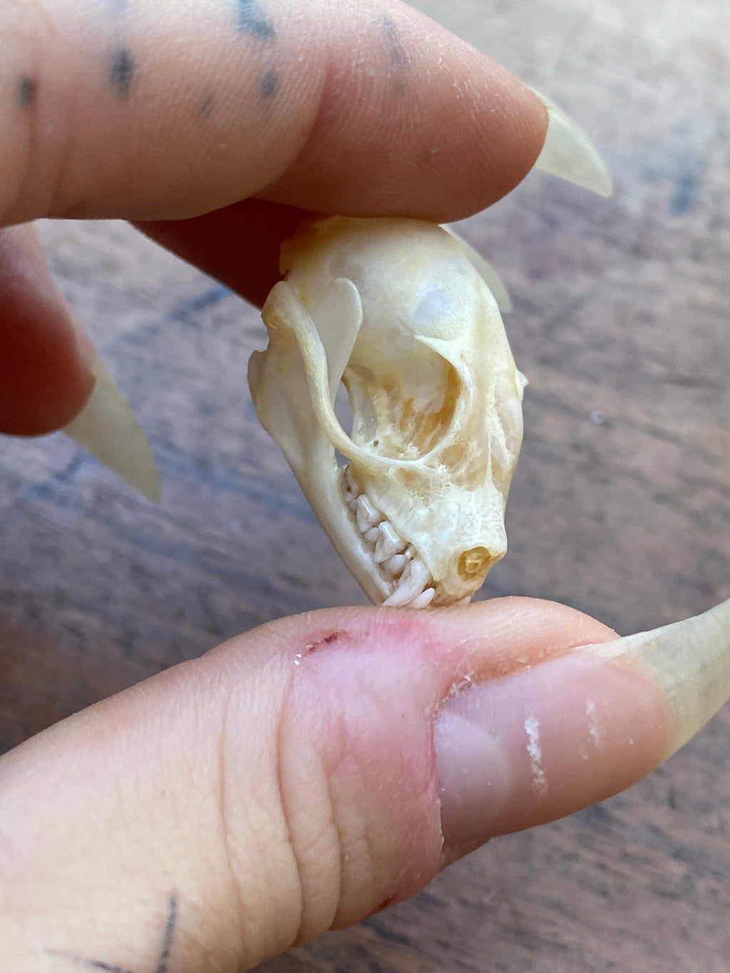 Complete Bat Skull