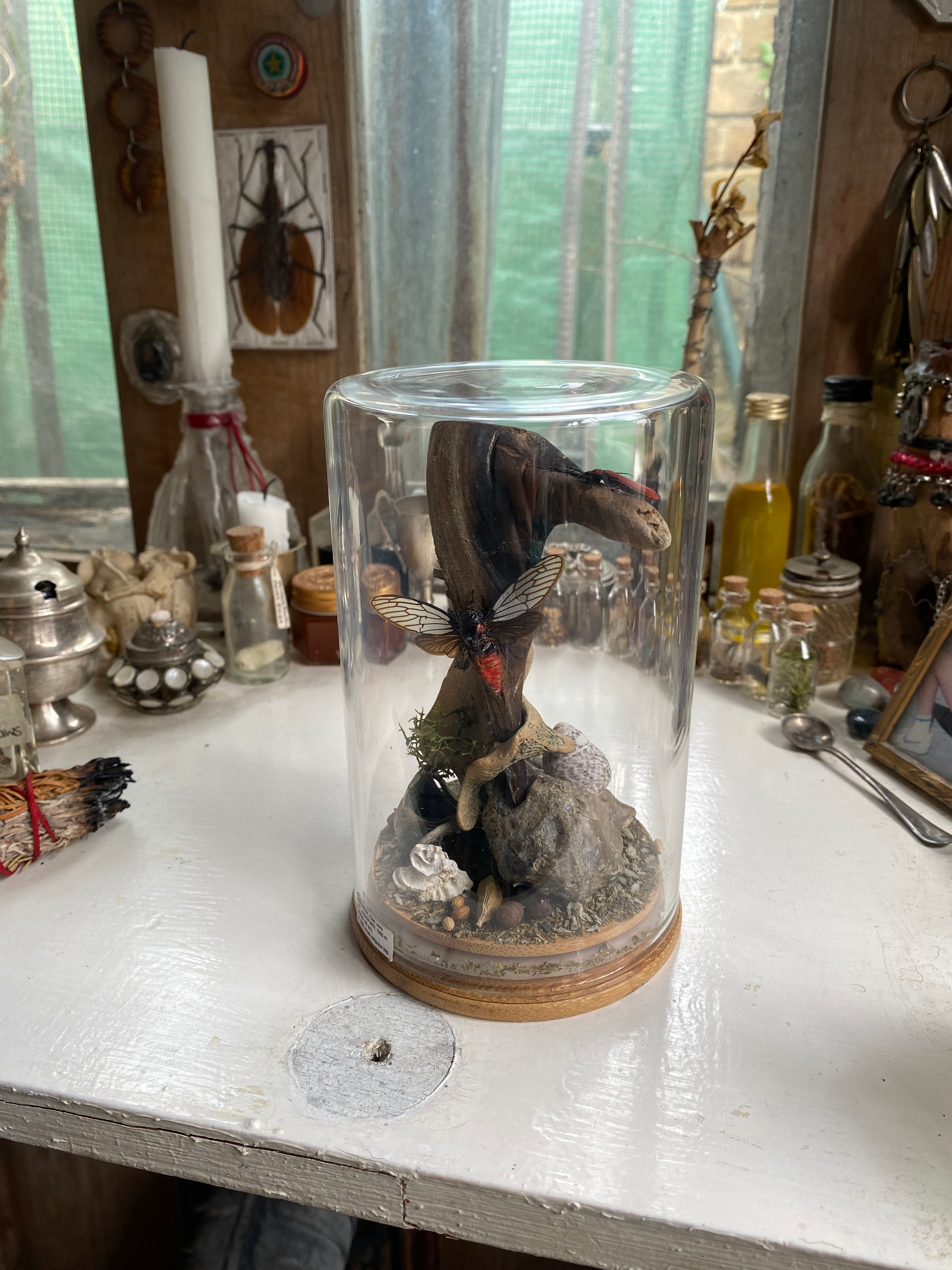 Moth, Beetle and Bone Diorama image 0