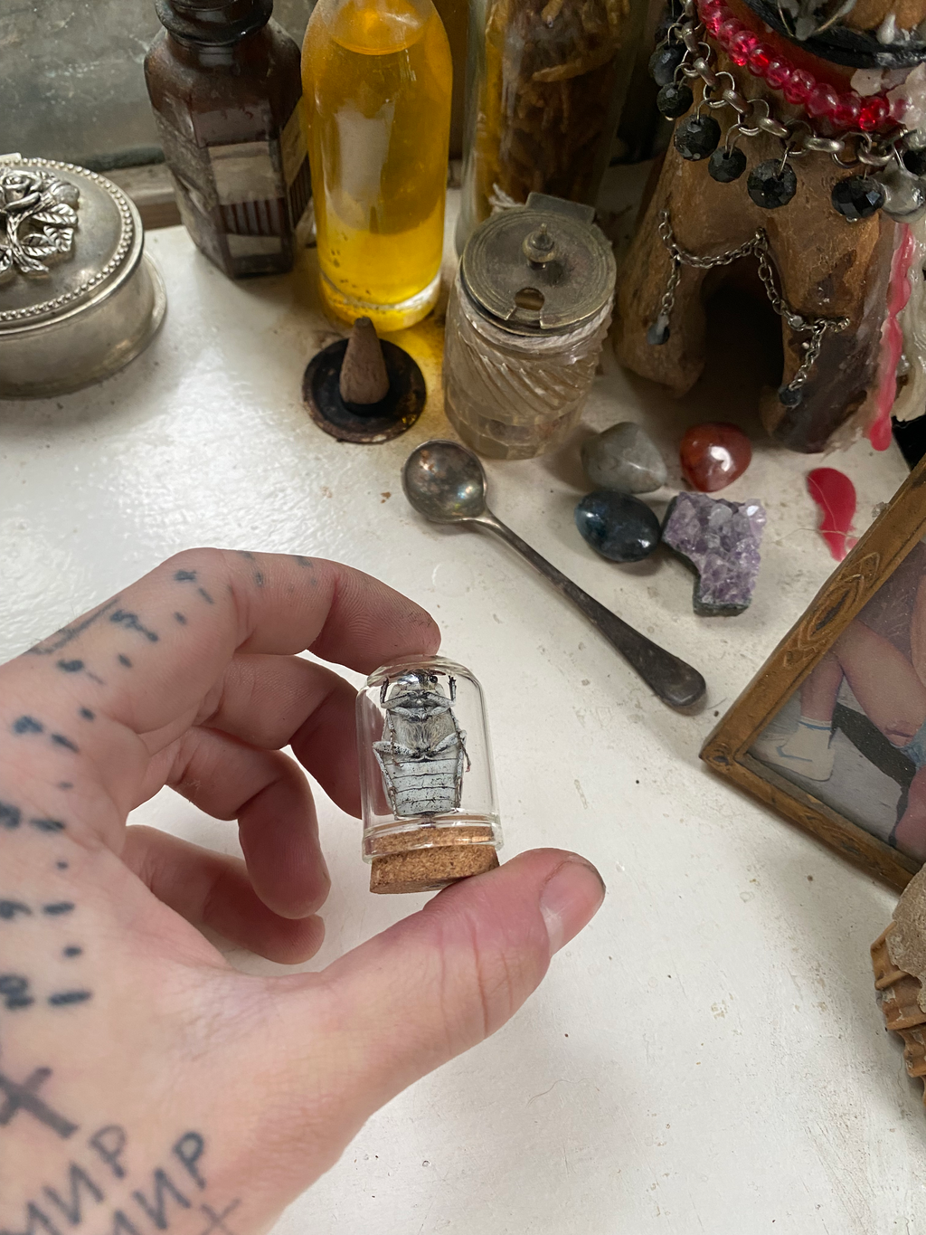 White Beetle in Small Glass Dome image 0