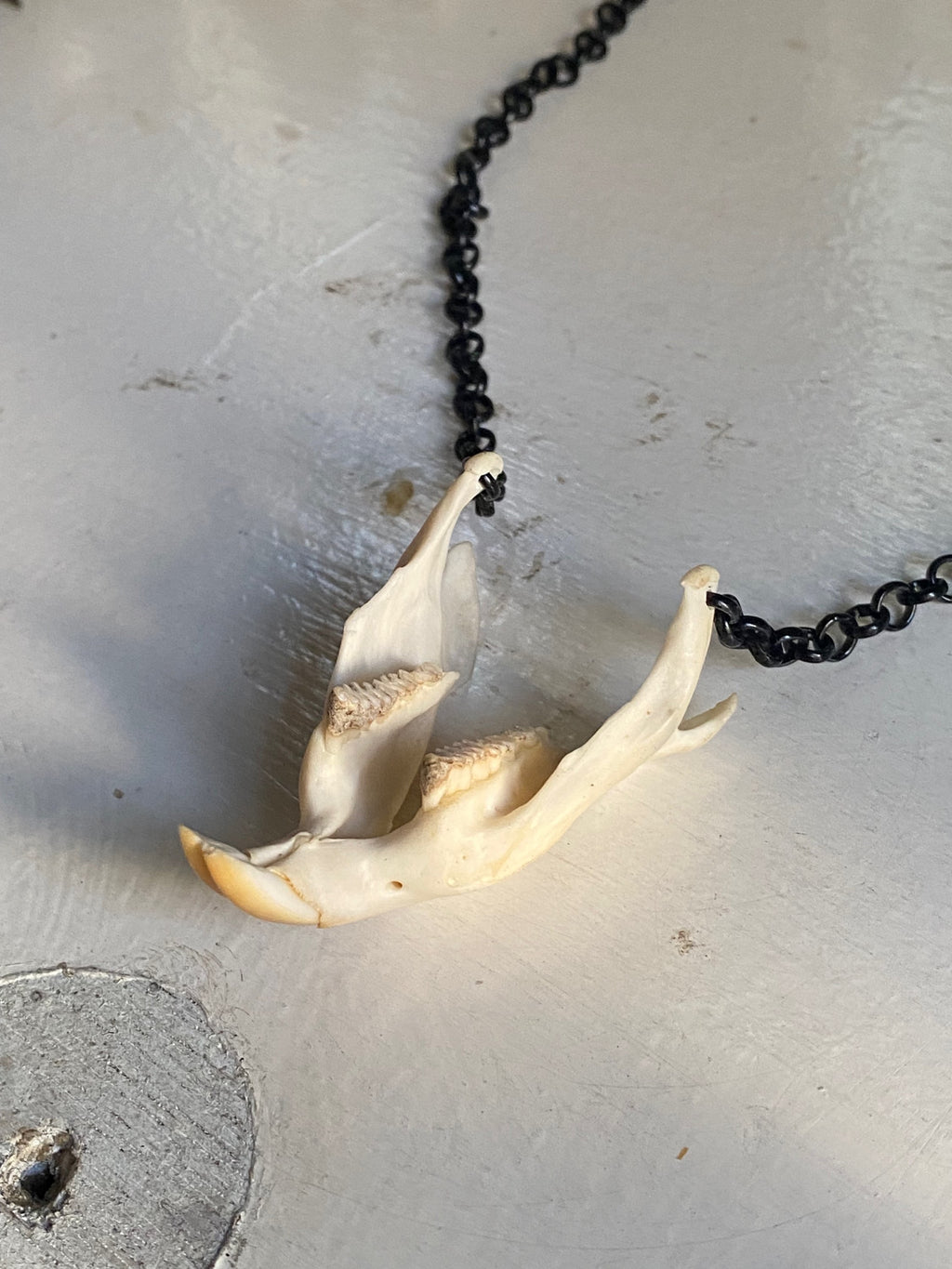 Muskrat Lower Jaw with Teeth Necklace image 3
