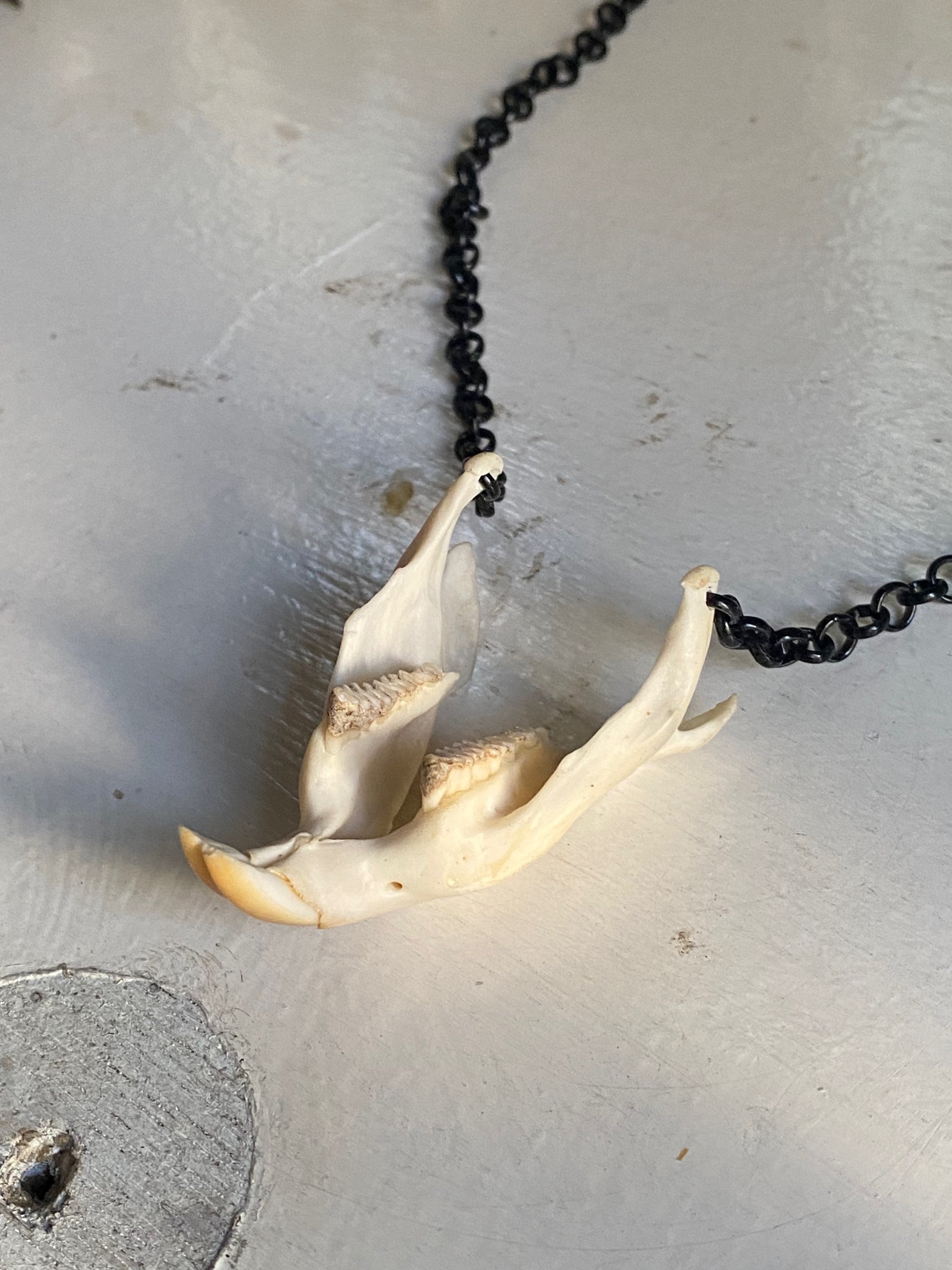Muskrat Lower Jaw with Teeth Necklace image 3