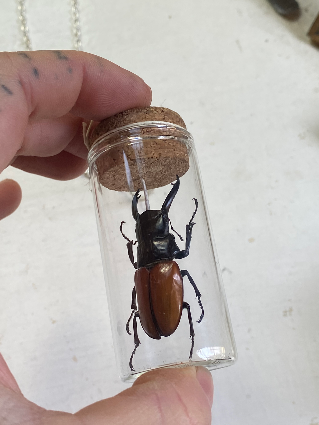 Beetle Taxidermy in Glass Jar Necklace image 5