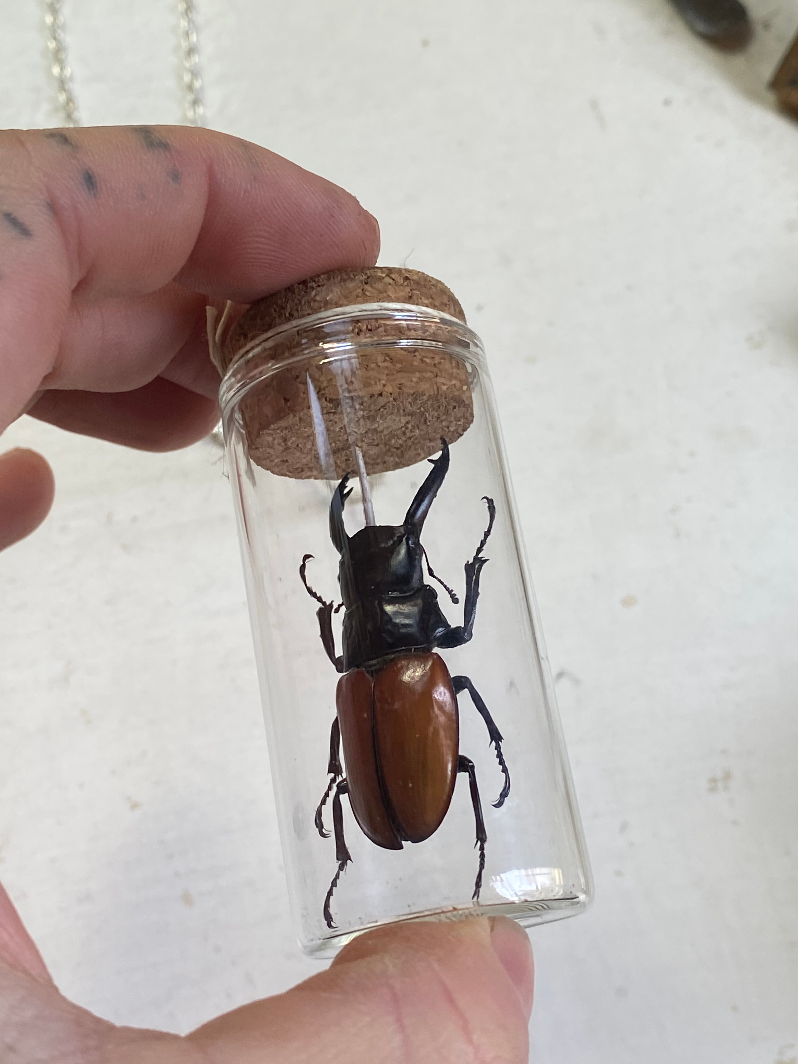 Beetle Taxidermy in Glass Jar Necklace image 5