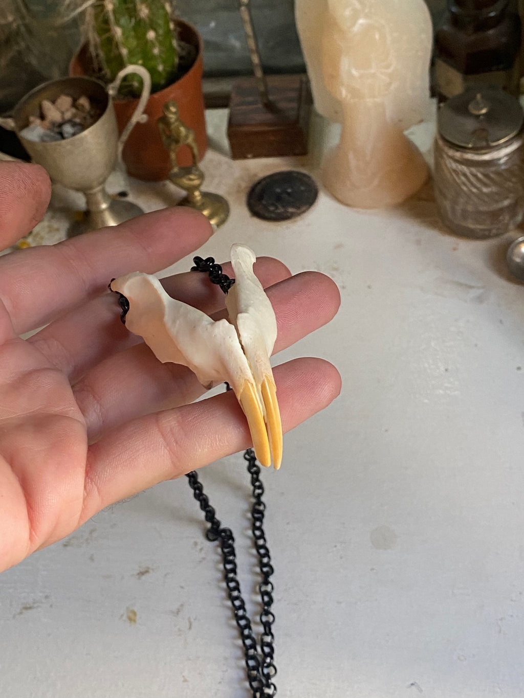 Muskrat Lower Jaw with Teeth Necklace image 4