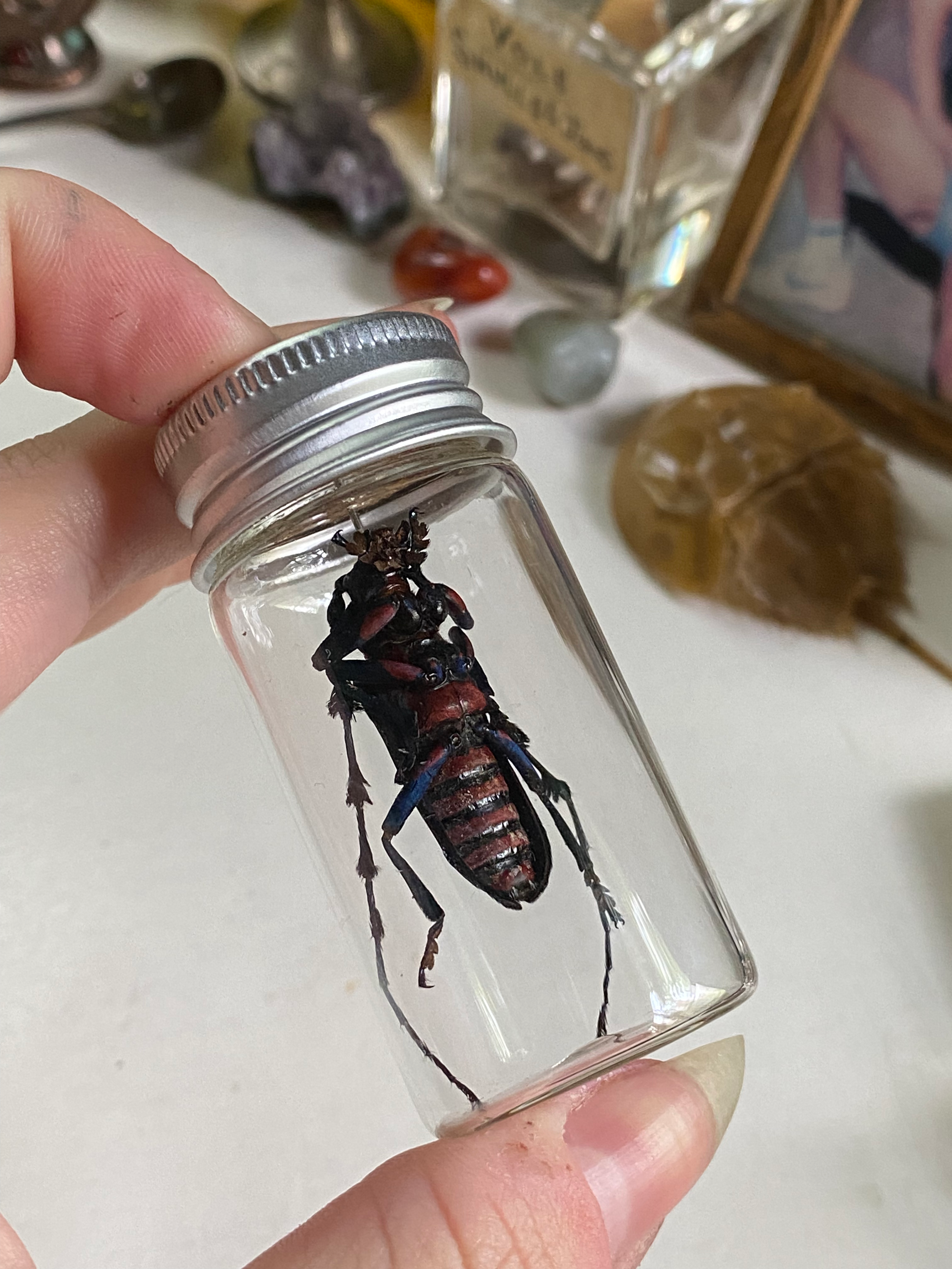 Thysia Longhorn Beetle Set in Glass Jar image 1
