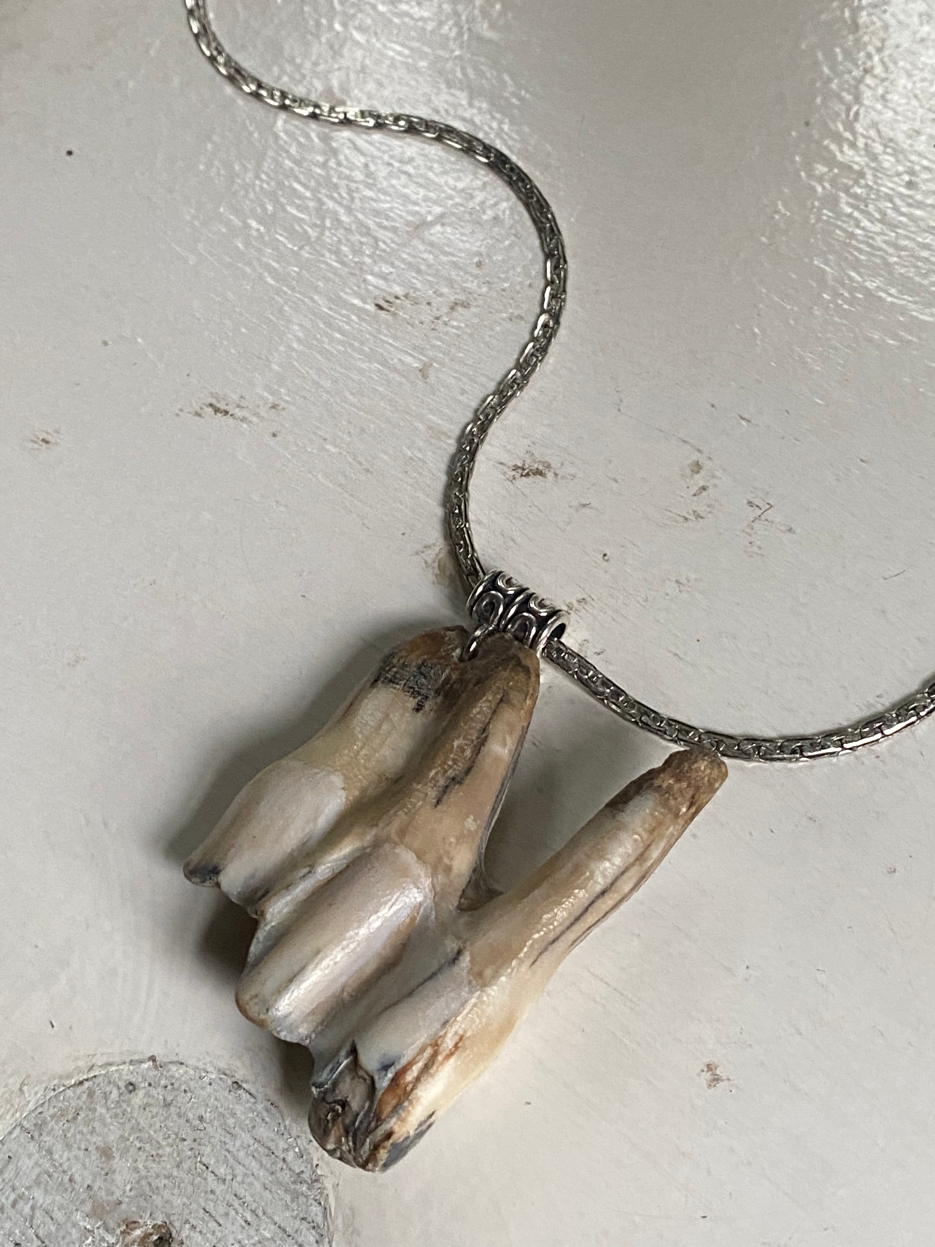Very Large Tooth from Thames on a Chain image 1