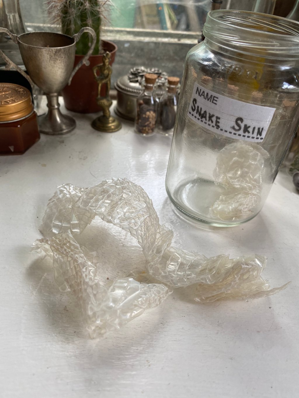 Snake Skin image 0
