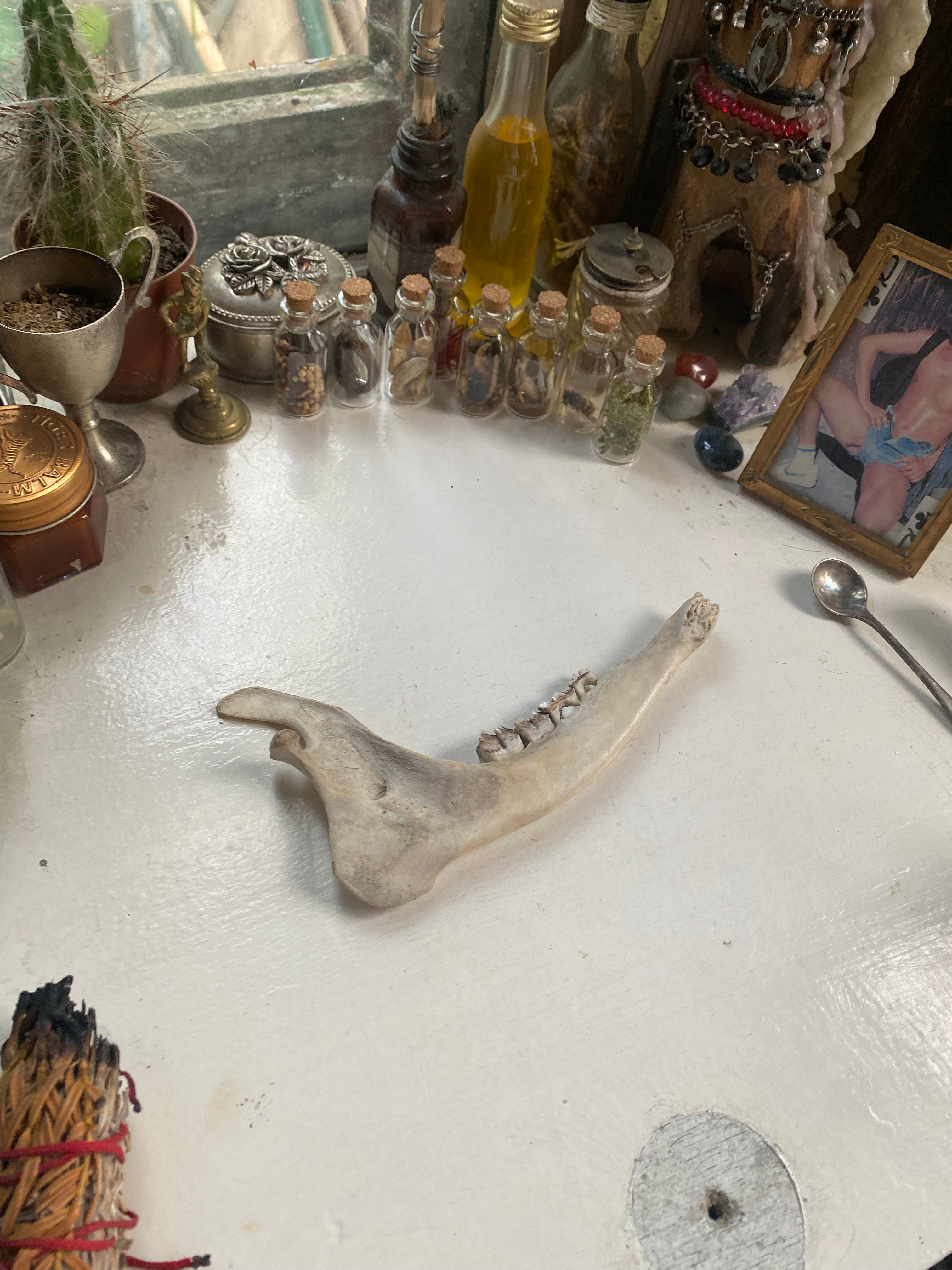 Rare Deer Jaw with Milk Teeth image 1