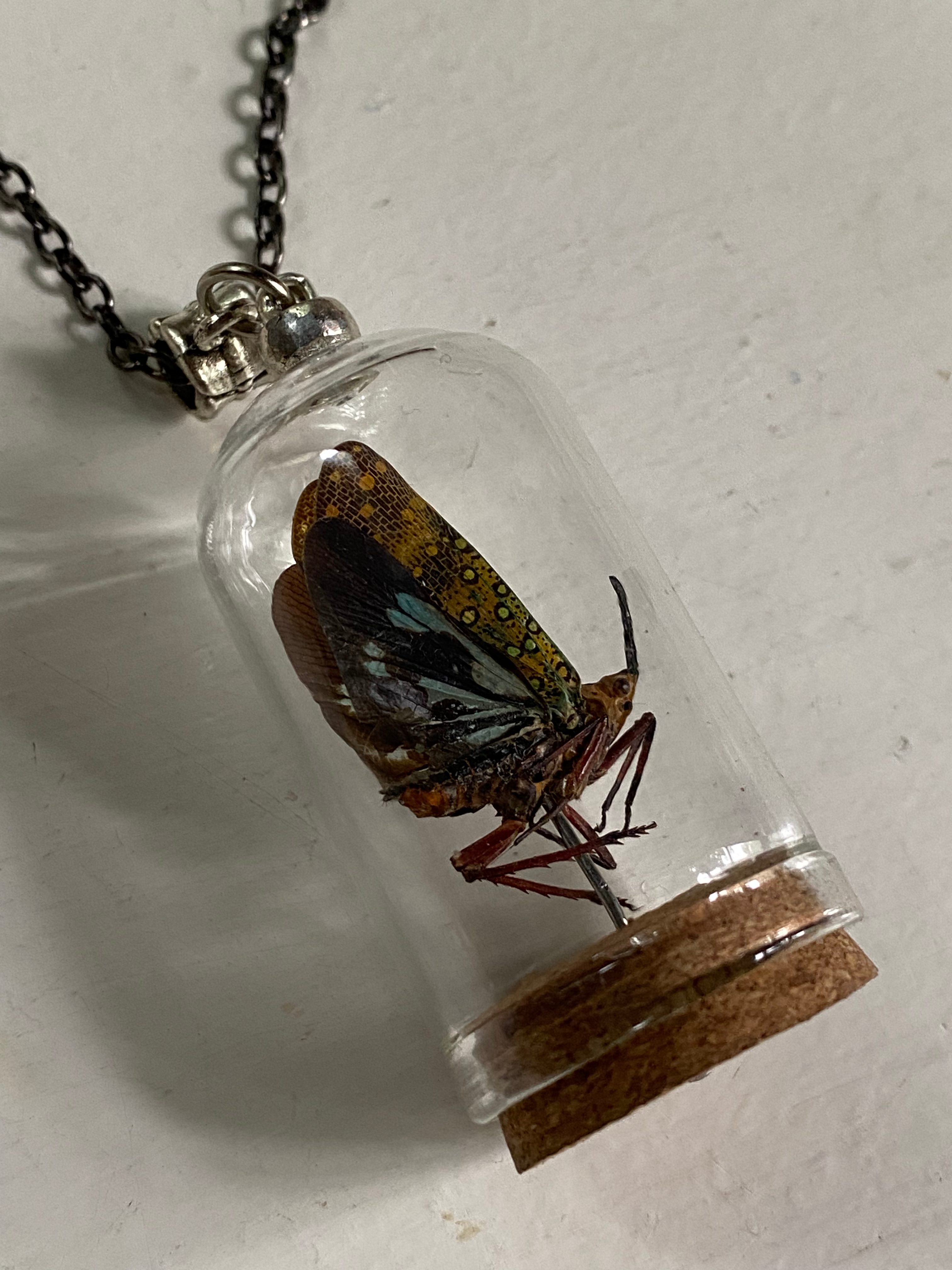 Long Nose Lantern Fly in Glass Dome Necklace image 1
