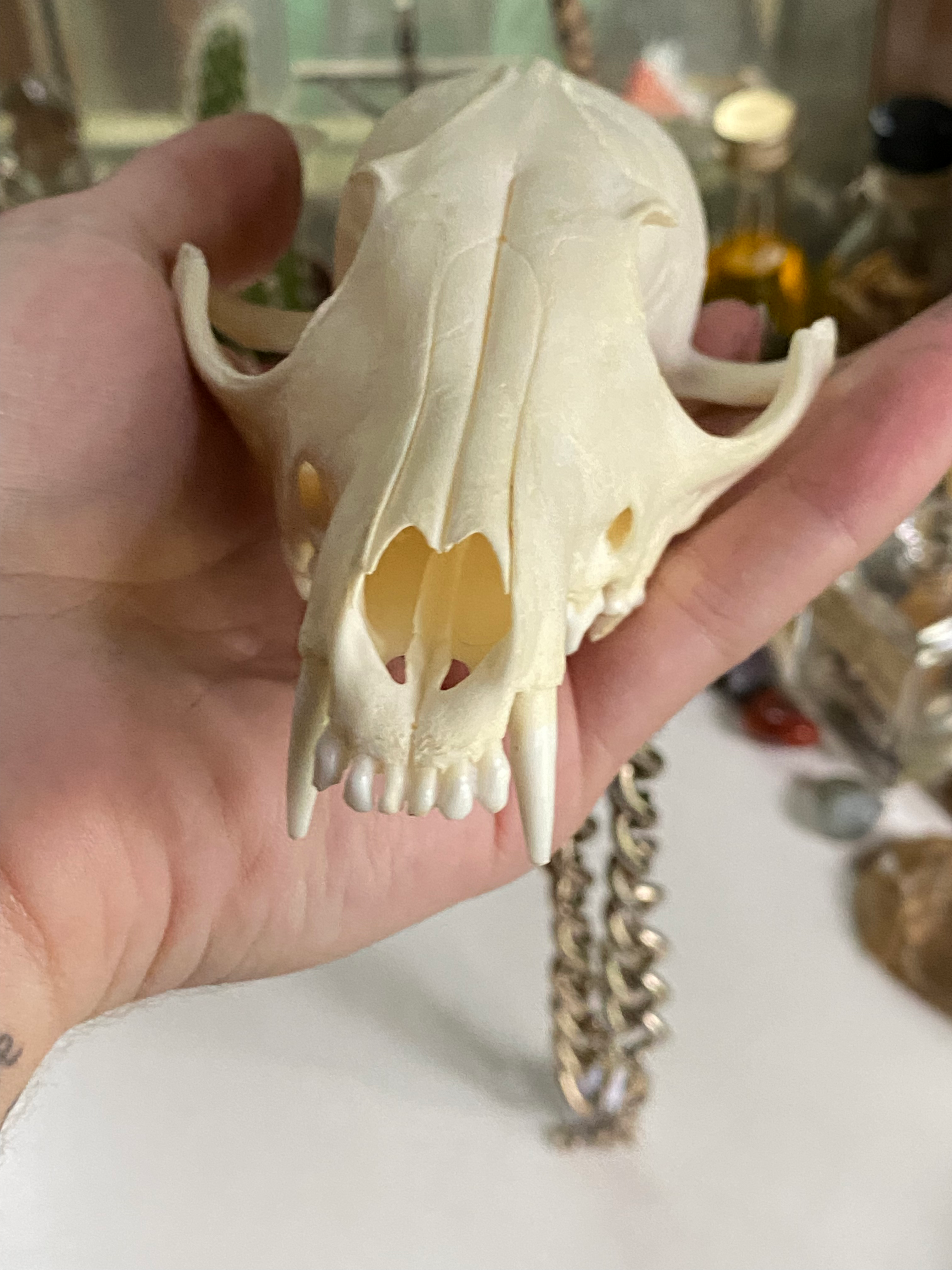 Large Fox Skull on Bronze Colour Chain image 5