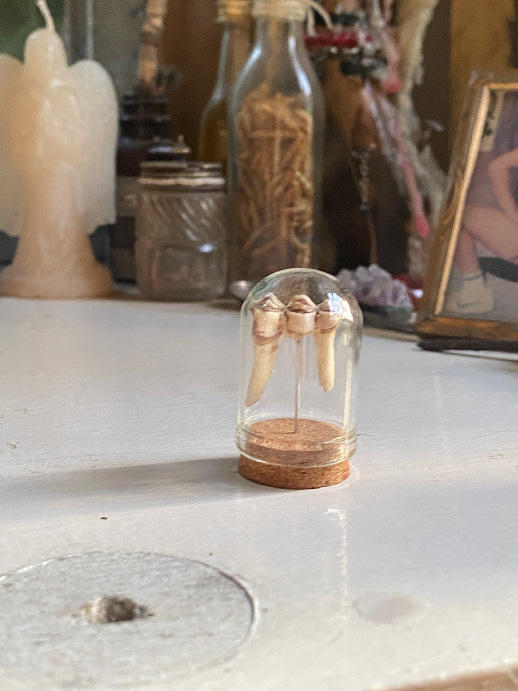 Deer Tooth in Small Glass Dome image 1