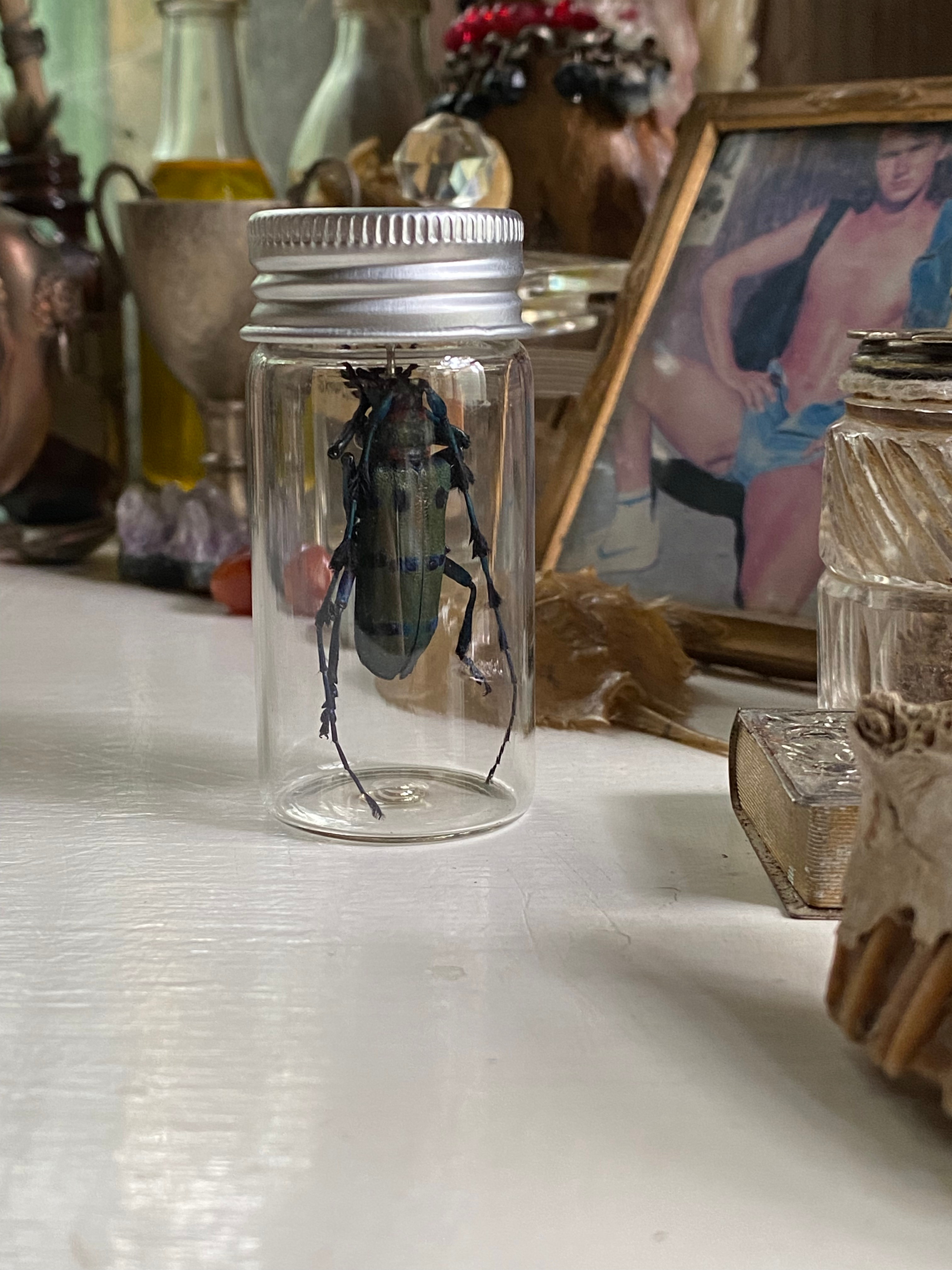 Thysia Longhorn Beetle Set in Glass Jar image 3