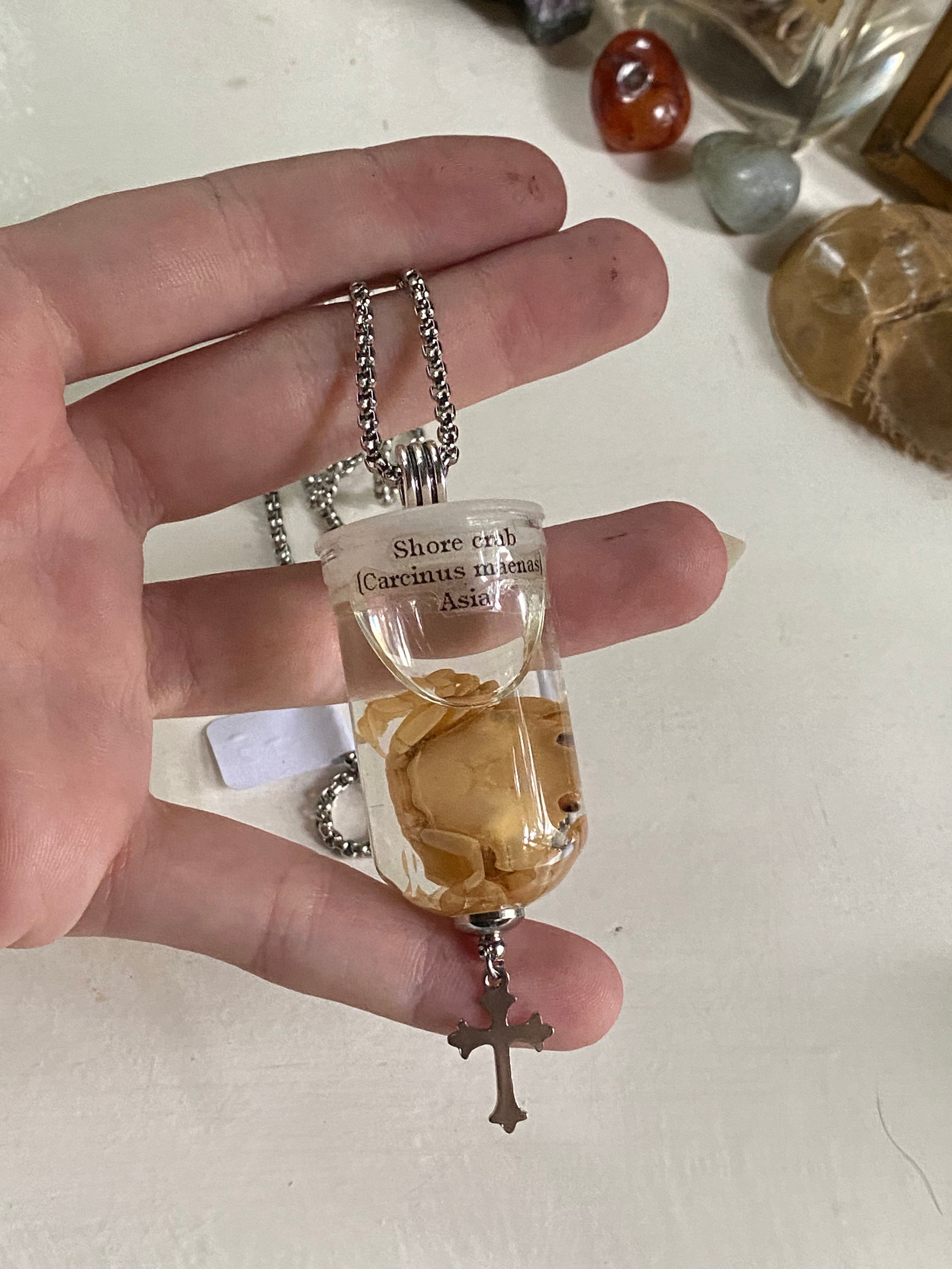 Shore Crab Wet Specimen in Glass Necklace image 1