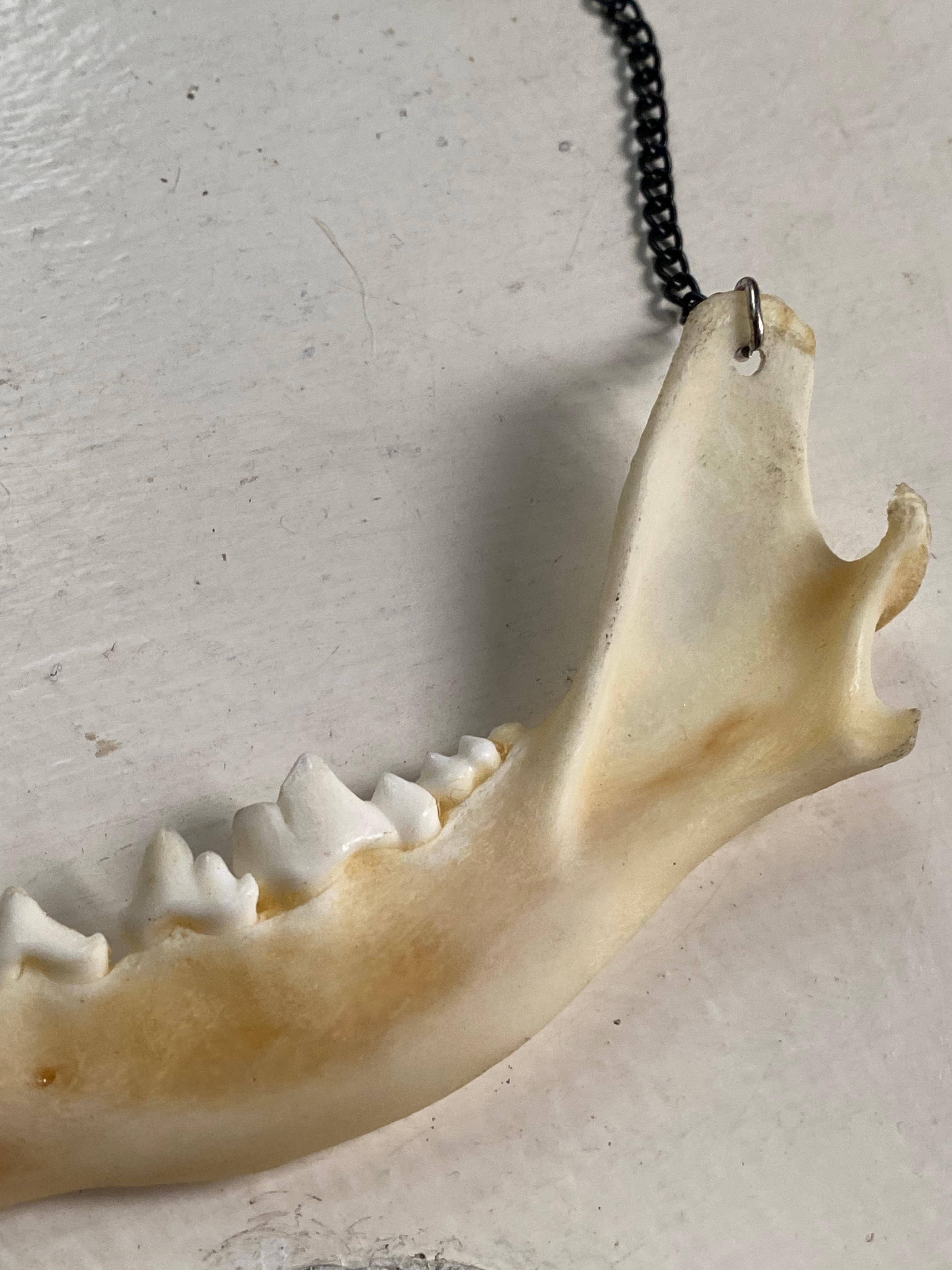 Fox Jaw Bone Necklace image 5