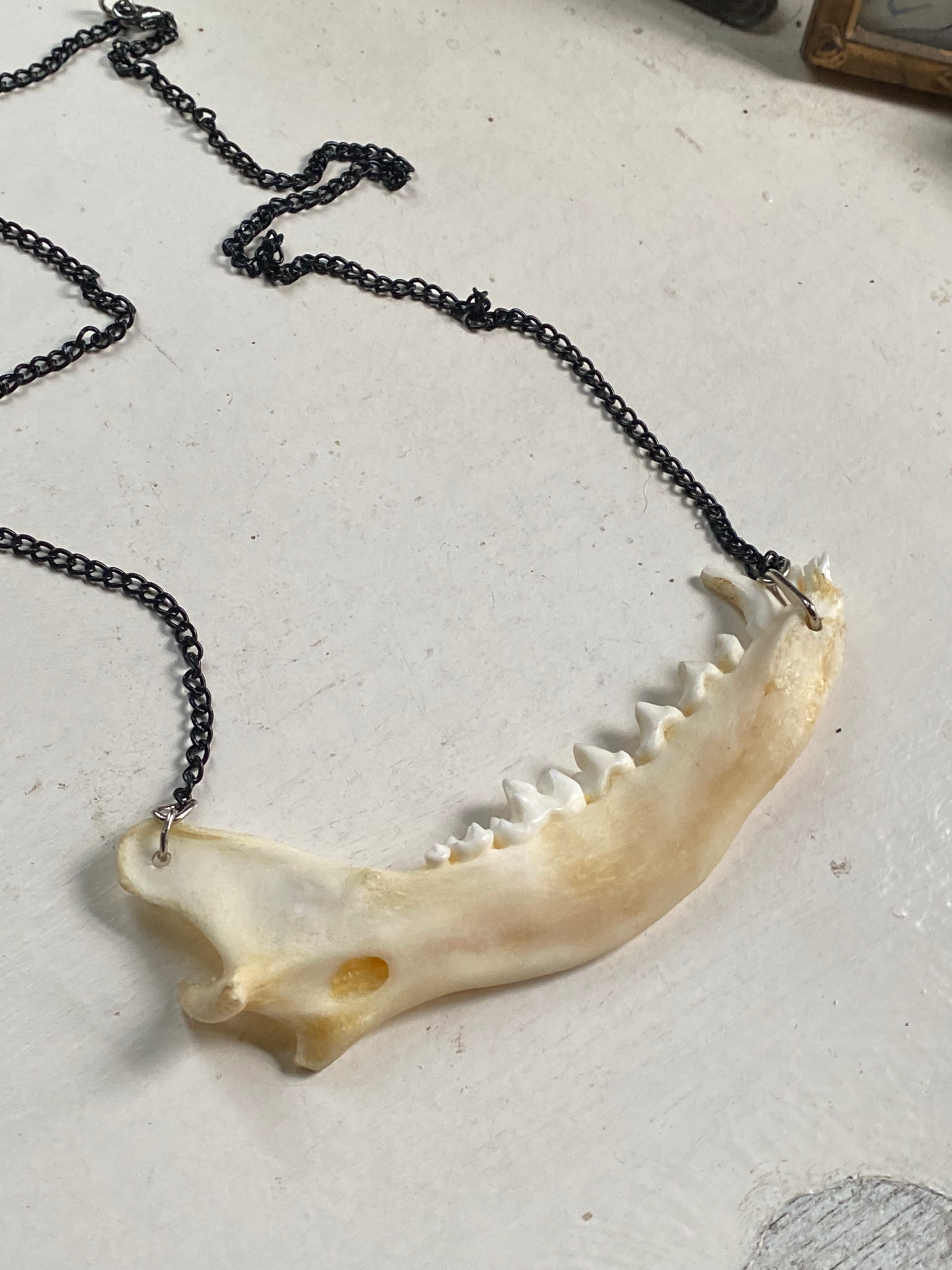 Fox Jaw Bone Necklace image 4
