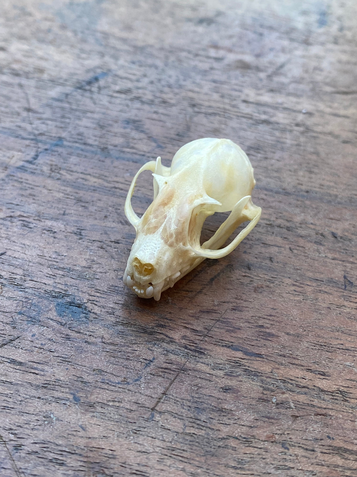 Complete Bat Skull