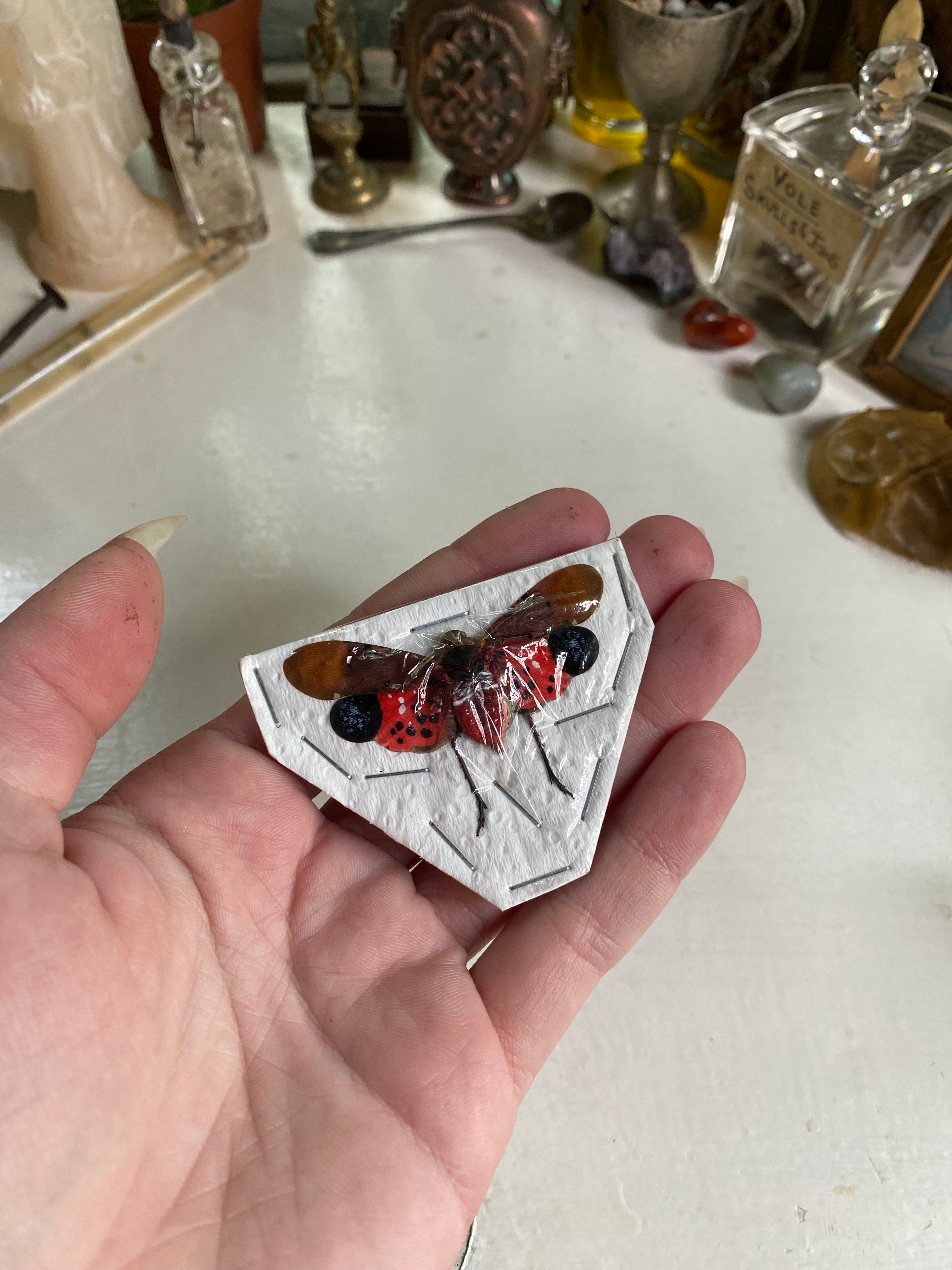 Spotted Lanternfly Dried Specimen image 0