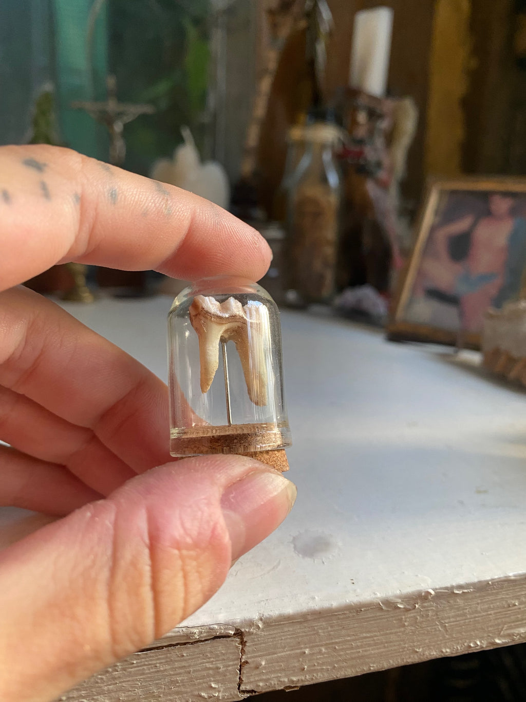 Deer Tooth in Small Glass Dome image 2