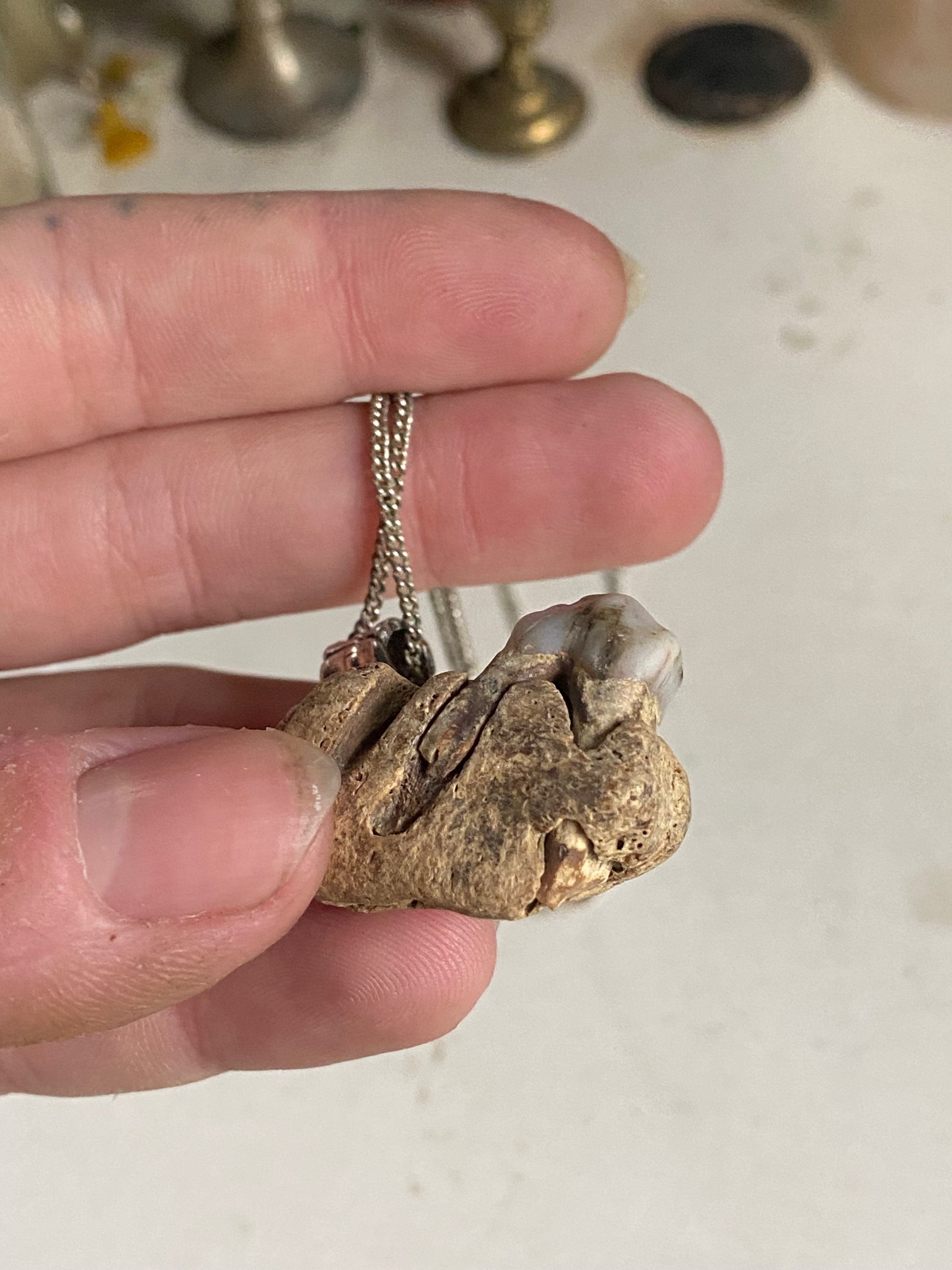 Tooth in Fossilised Bone on a Chain image 4