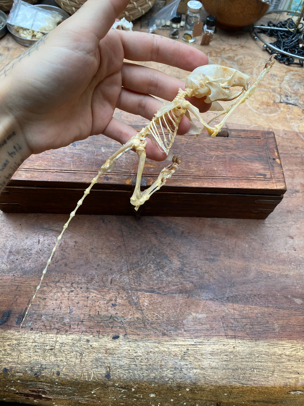 Articulated Squirrel Skeleton in Wooden Box