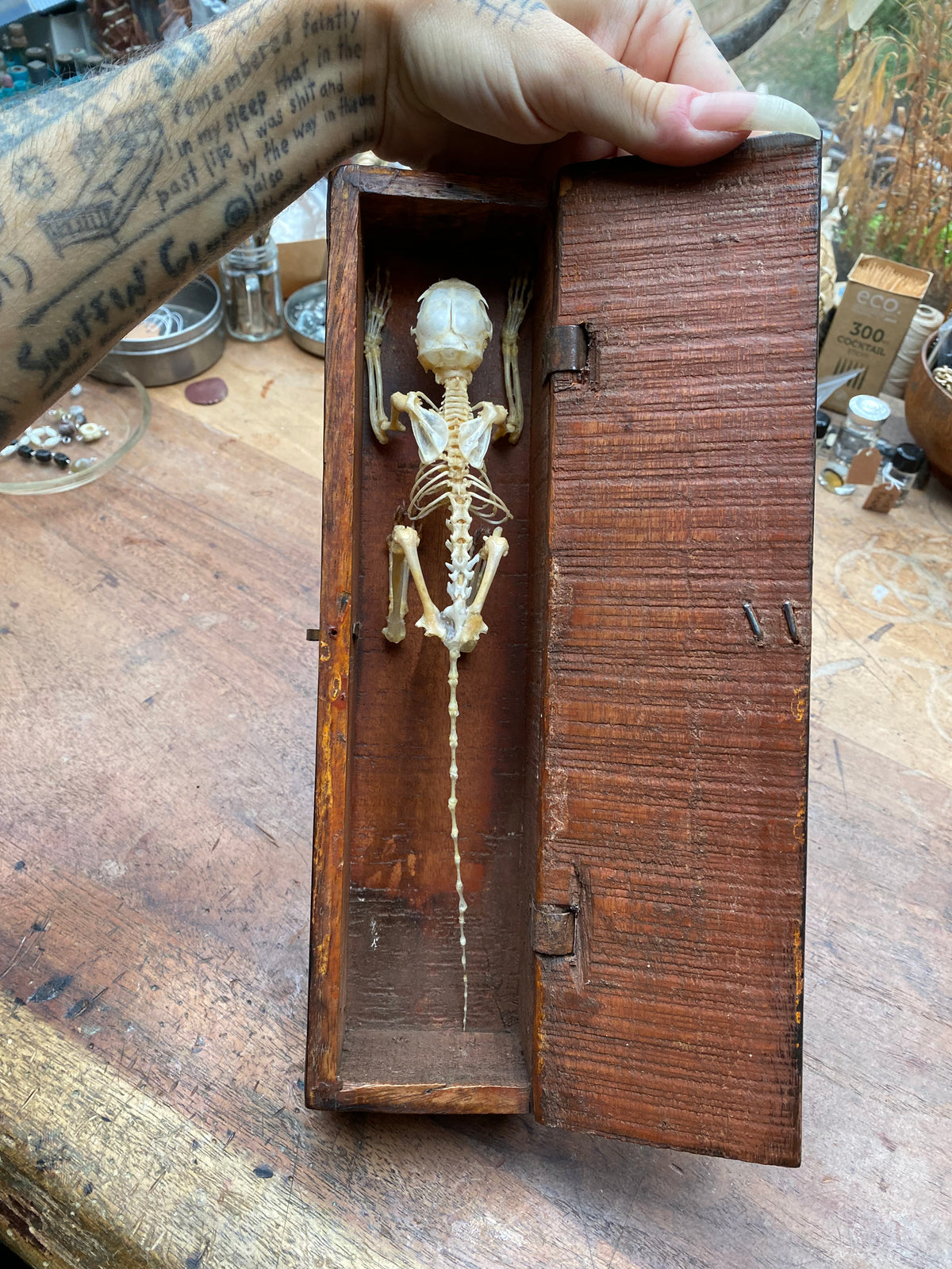Articulated Squirrel Skeleton in Wooden Box