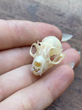 Complete Bat Skull