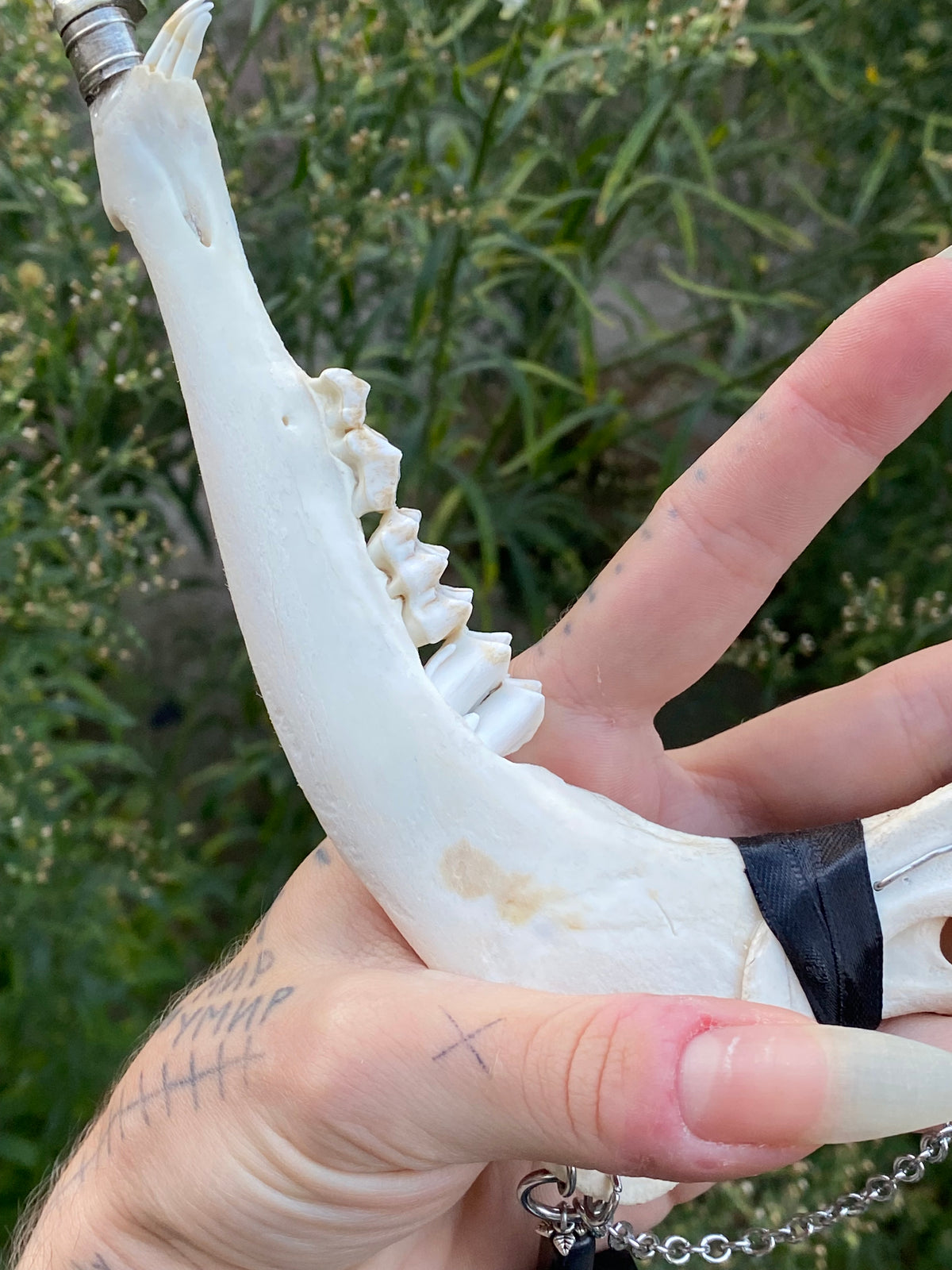 Double Deer Jaw Dagger with Inverted Crosses and Chain