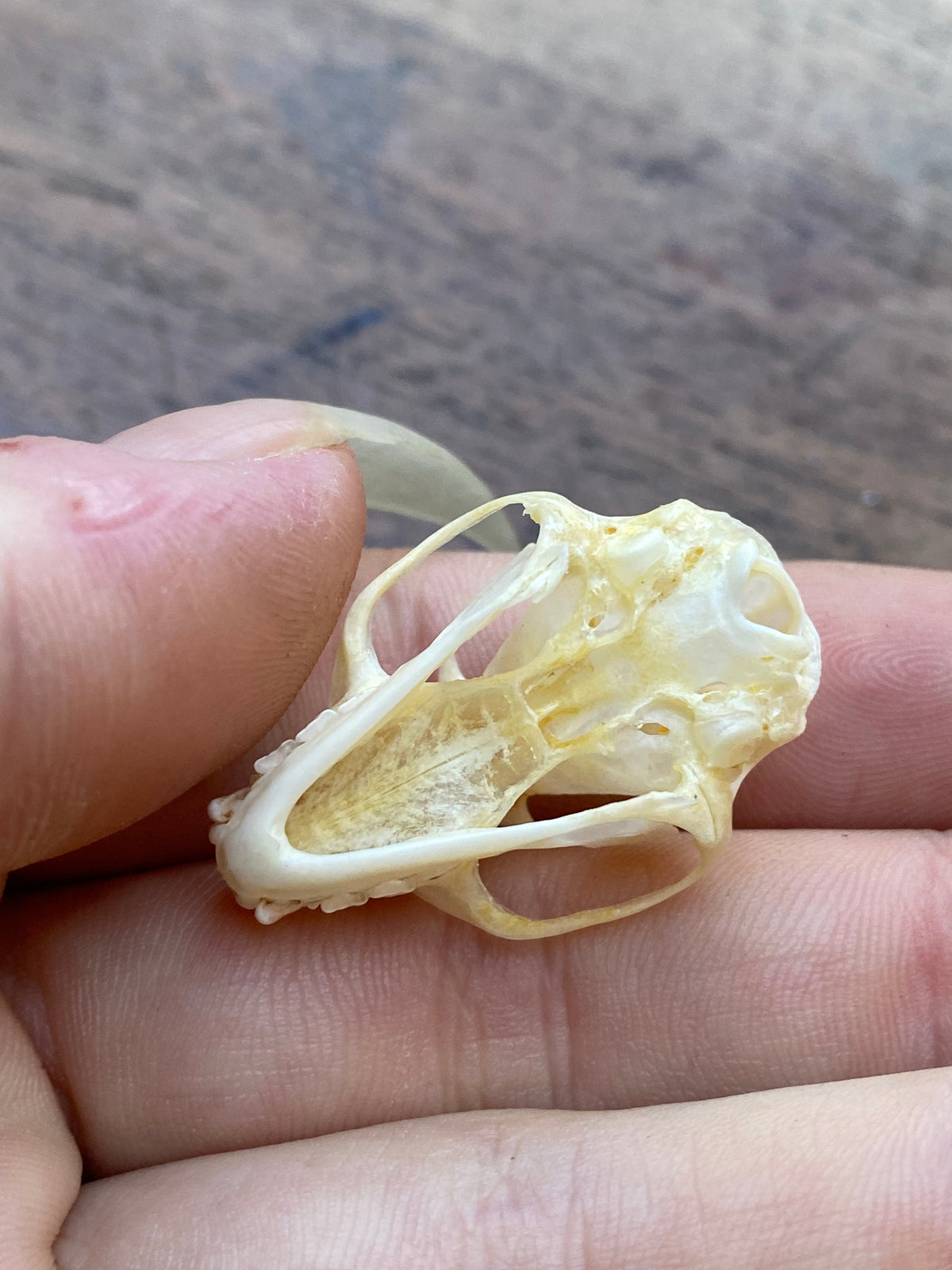 Complete Bat Skull