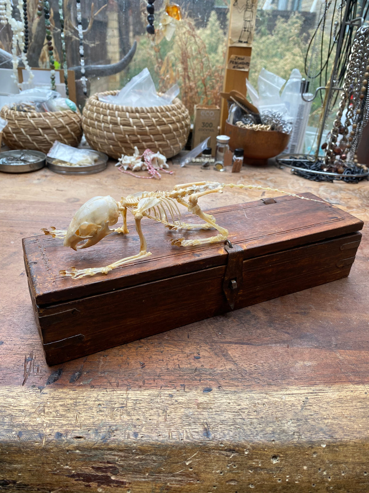 Articulated Squirrel Skeleton in Wooden Box