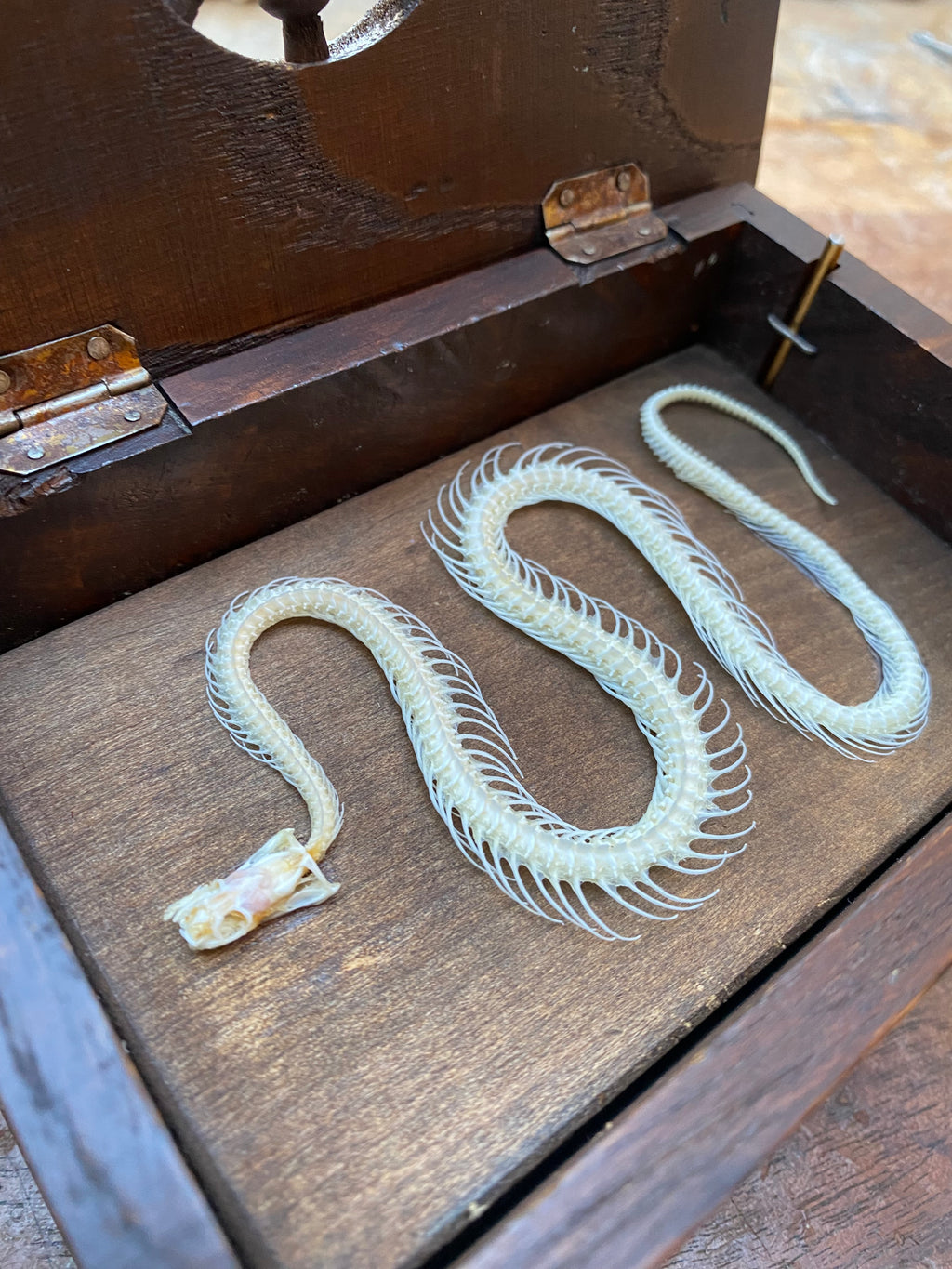 Wooden Musical Box with Snake Skeleton
