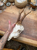 Roe Buck Deer Skull