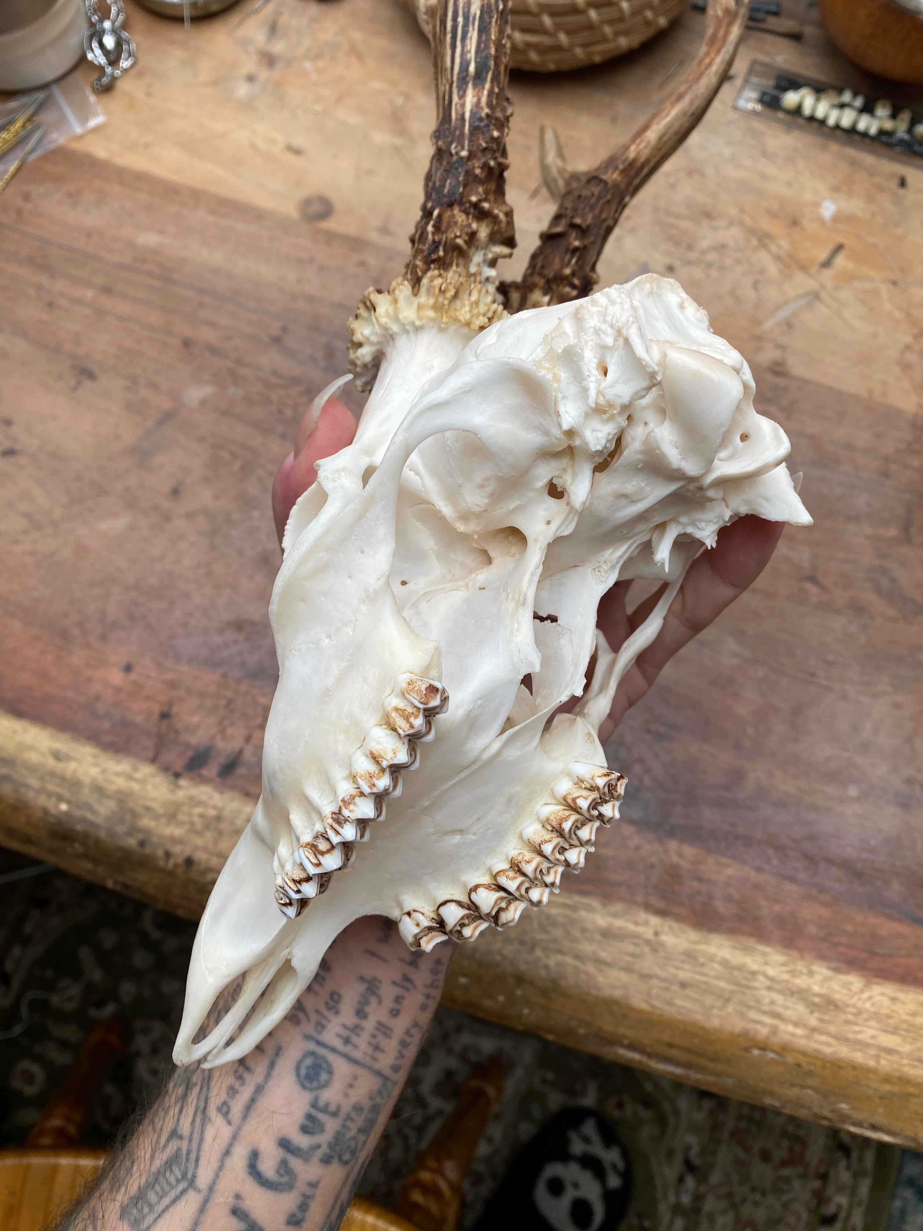 Roe Buck Deer Skull