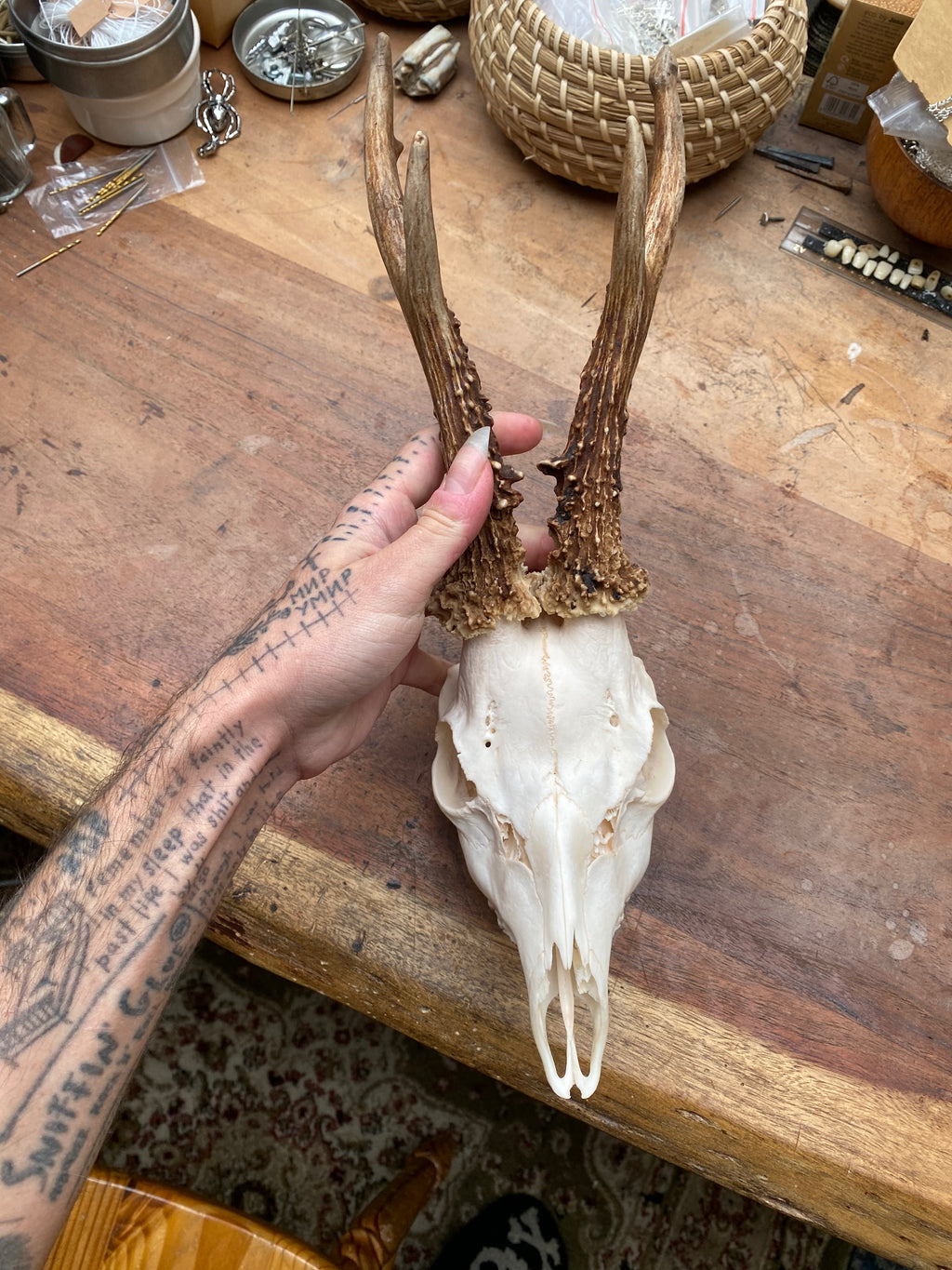 Roe Buck Deer Skull