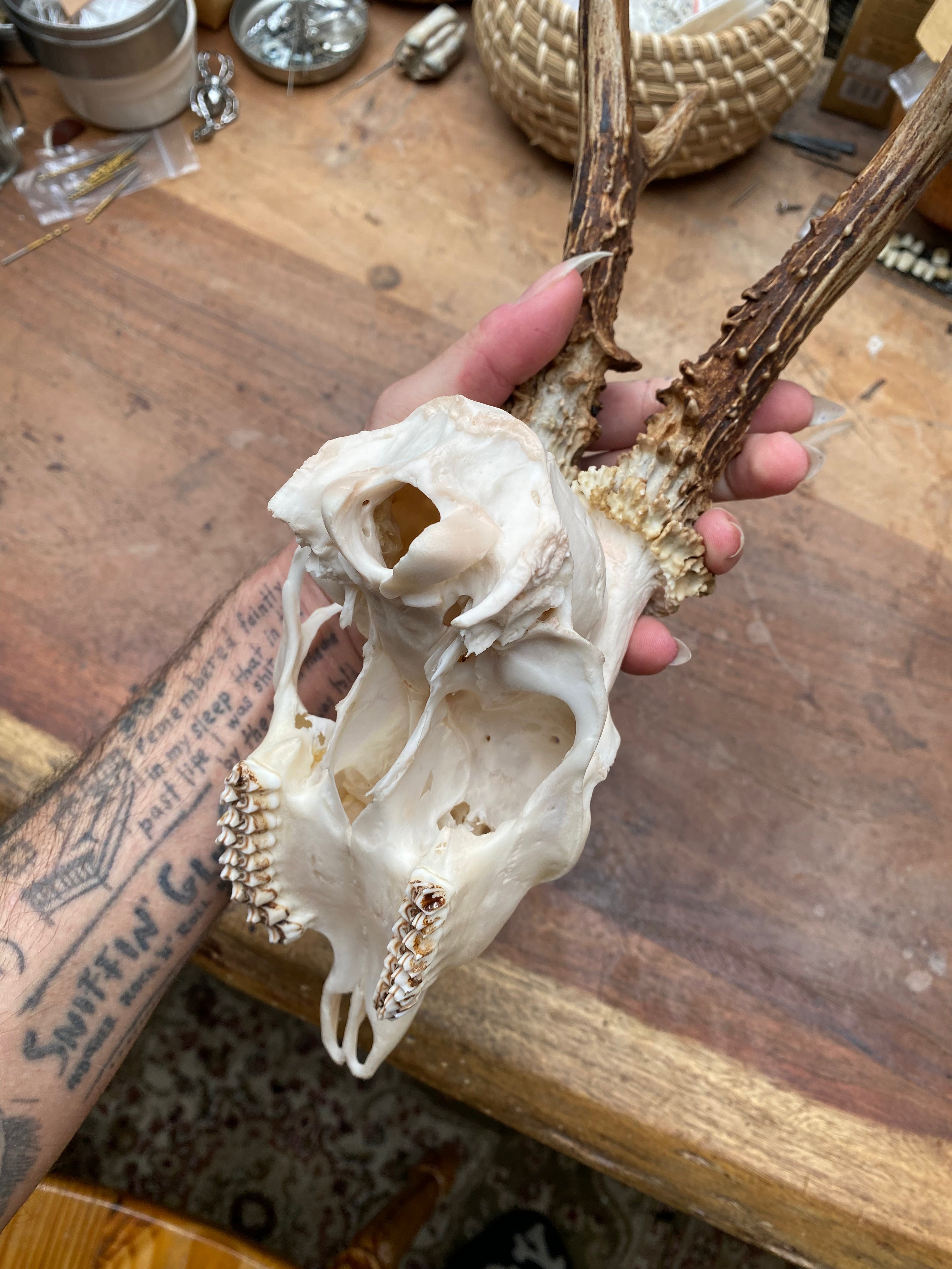 Roe Buck Deer Skull