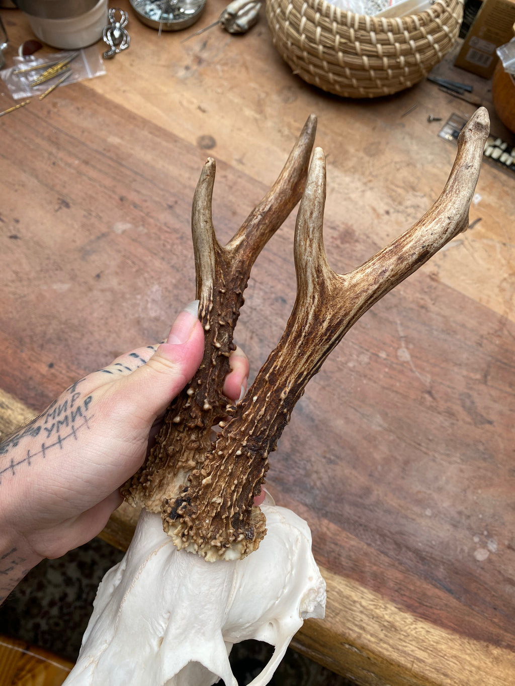 Roe Buck Deer Skull