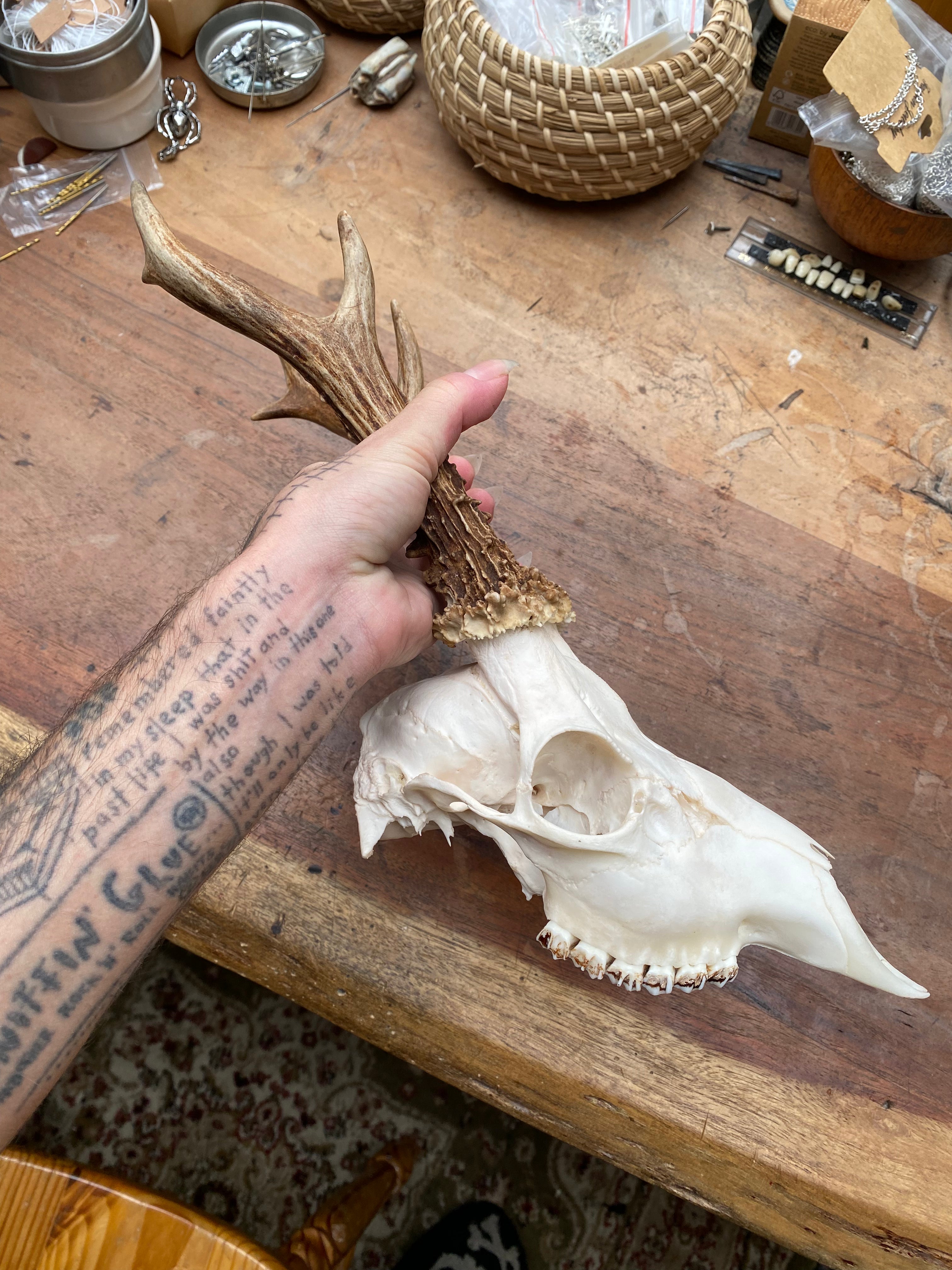 Roe Buck Deer Skull