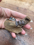 Wild Boar Juvenile Milk Tooth Jaw