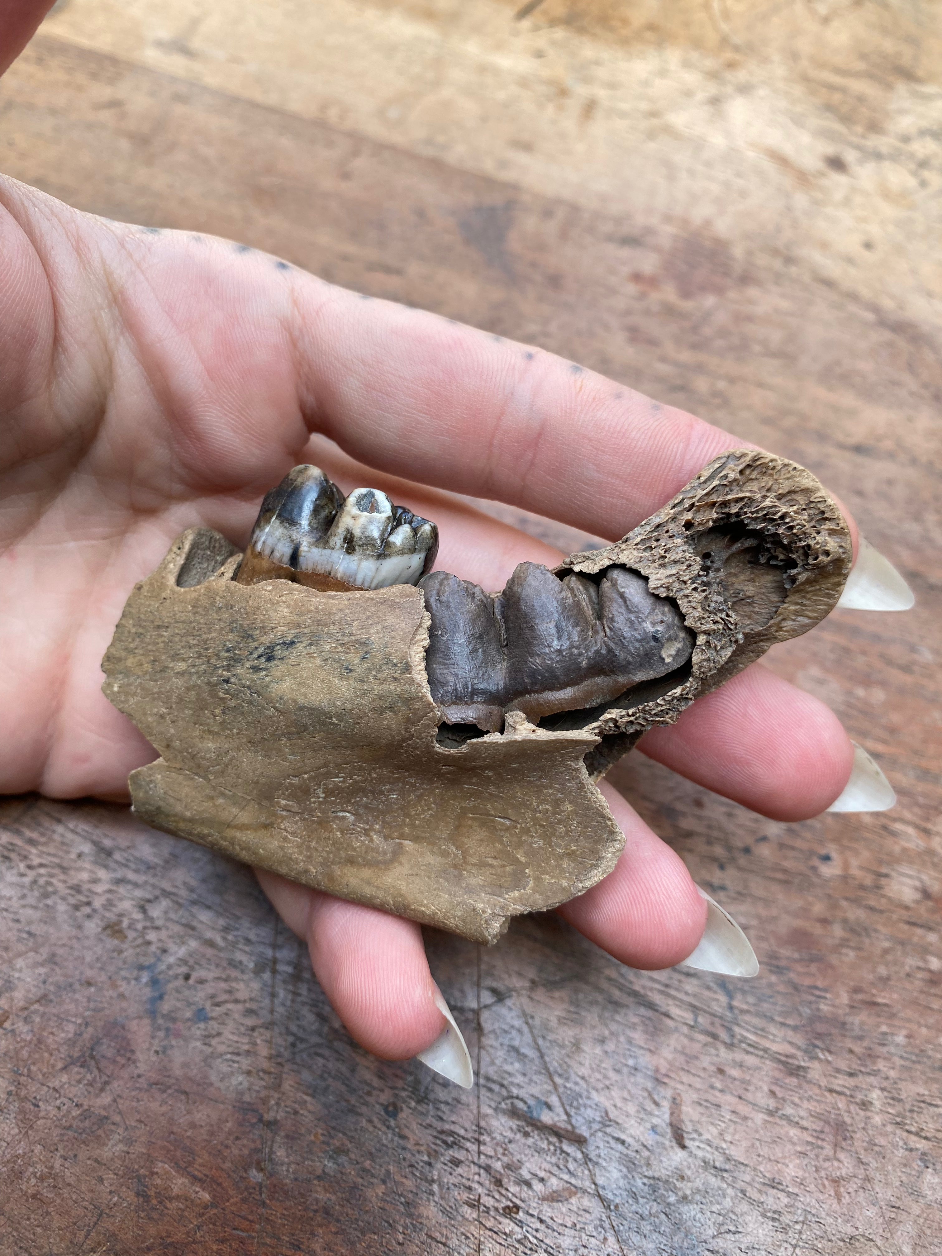 Wild Boar Juvenile Milk Tooth Jaw