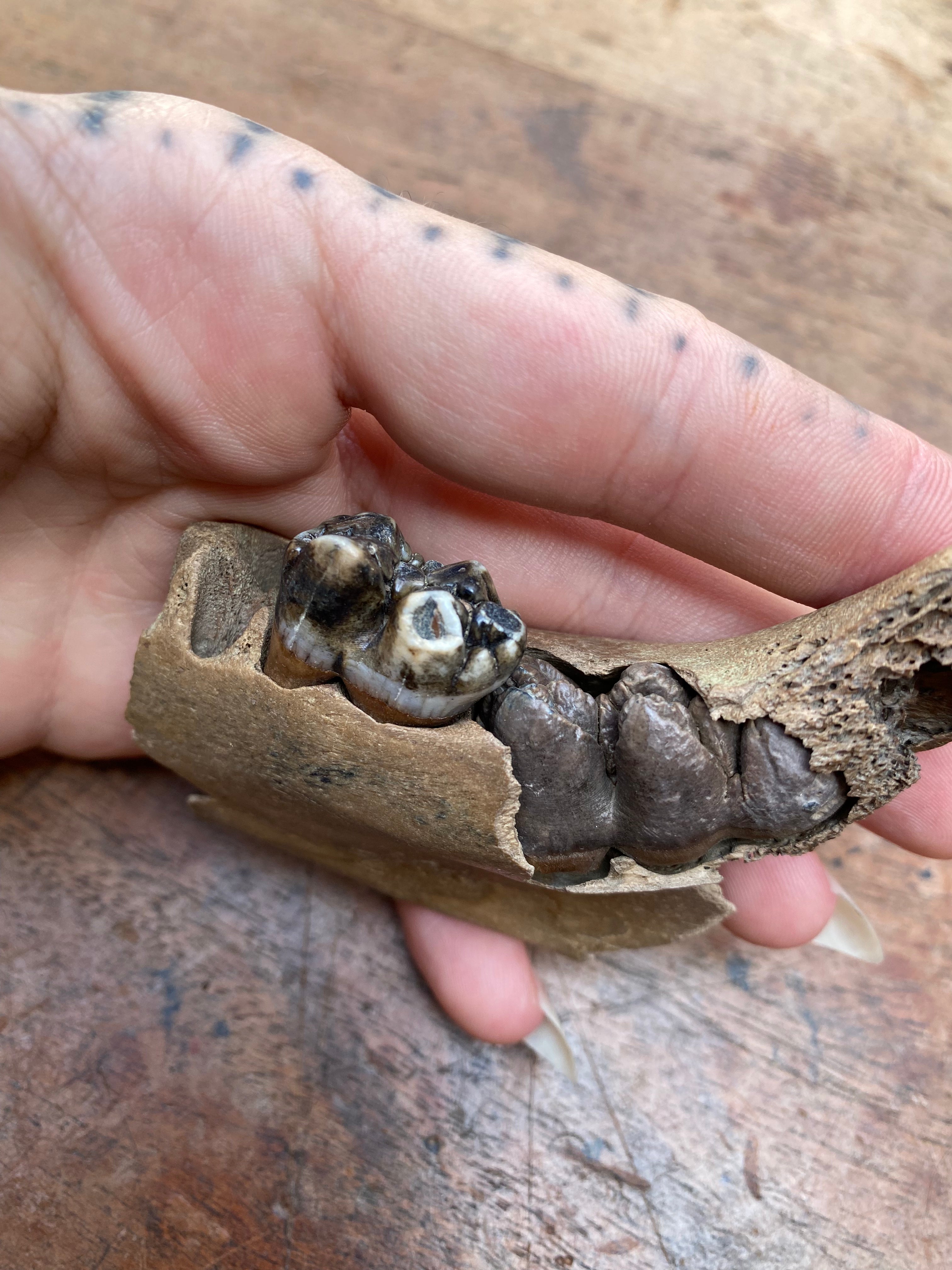 Wild Boar Juvenile Milk Tooth Jaw
