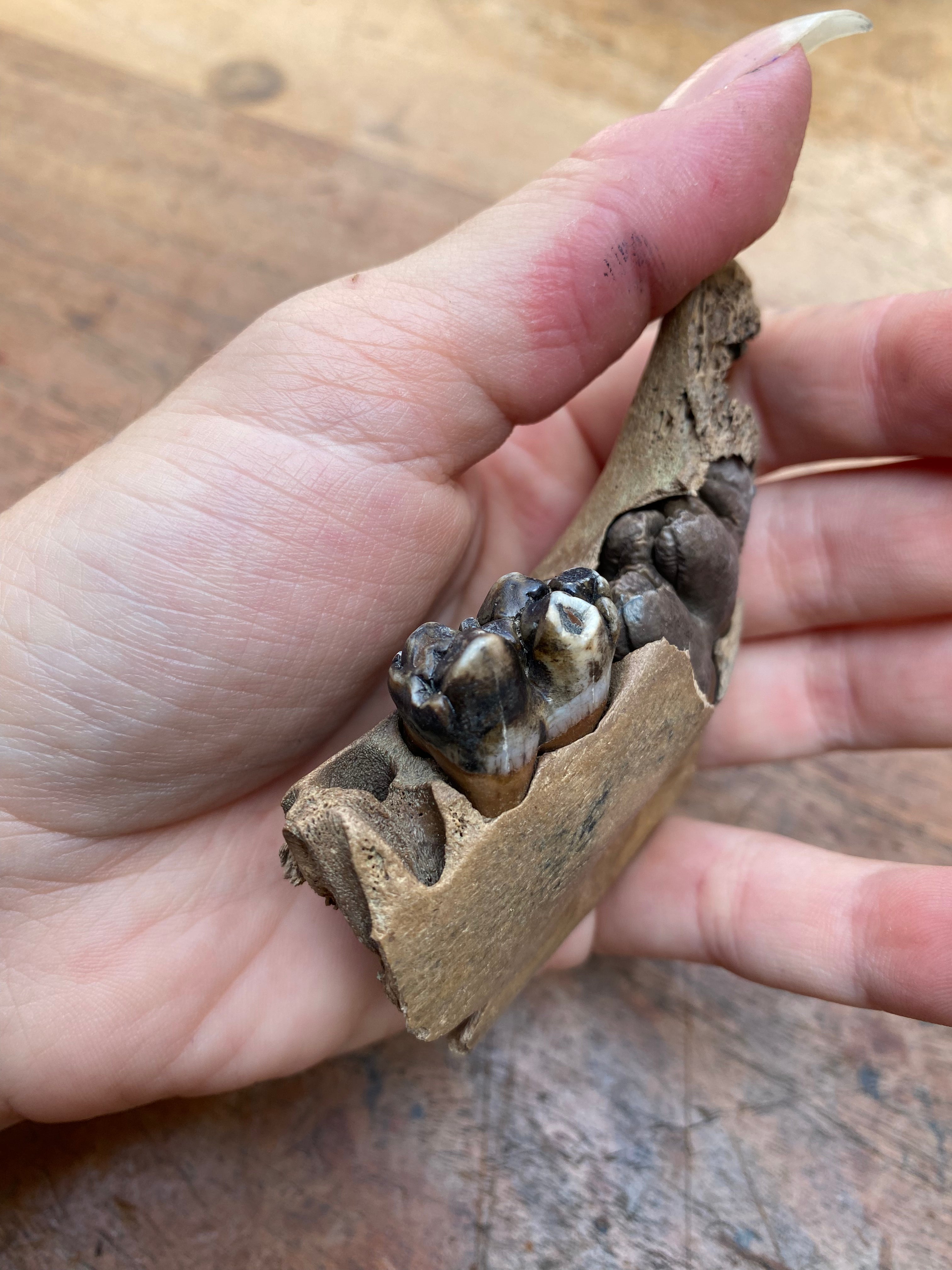 Wild Boar Juvenile Milk Tooth Jaw