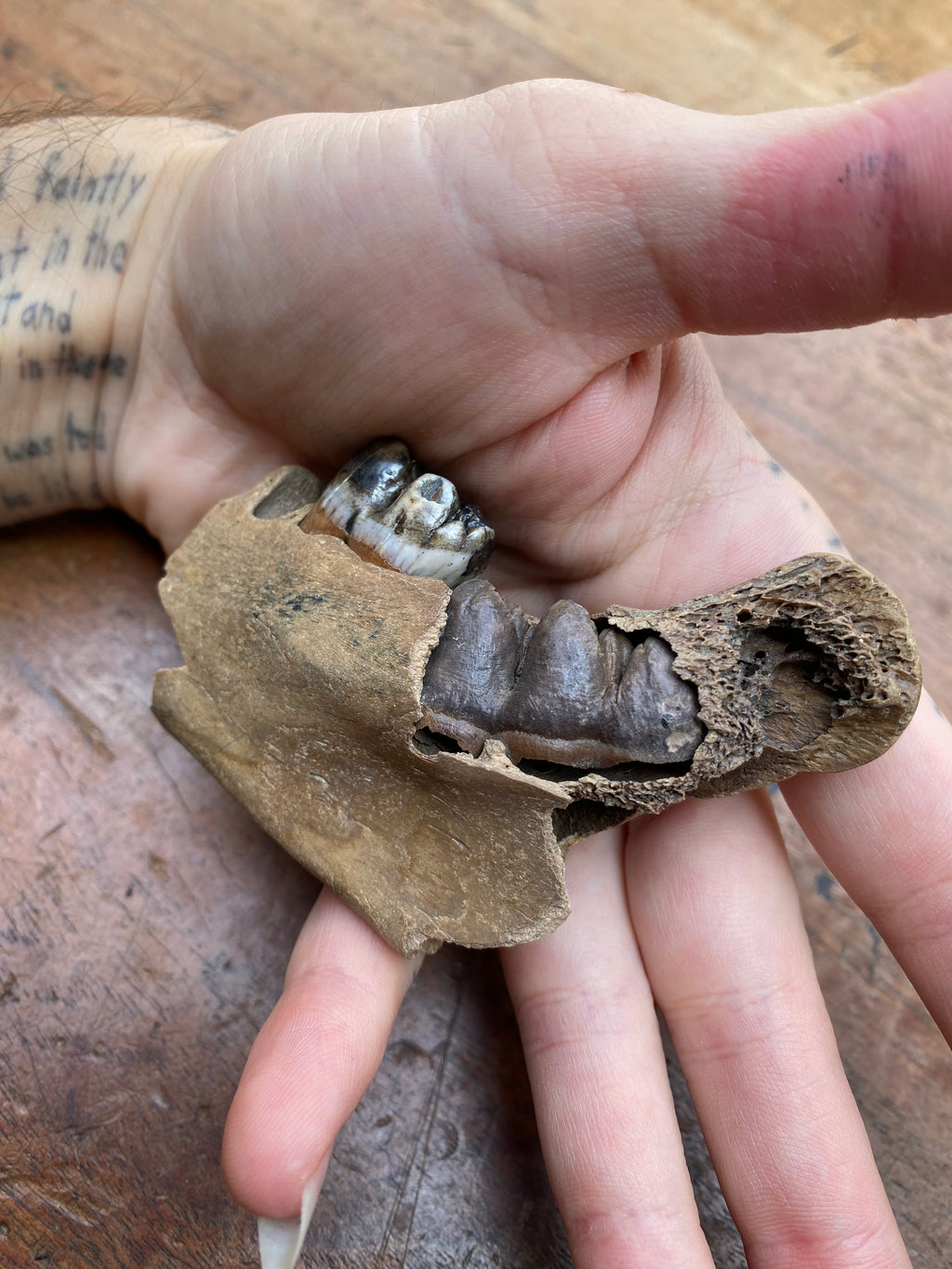 Wild Boar Juvenile Milk Tooth Jaw