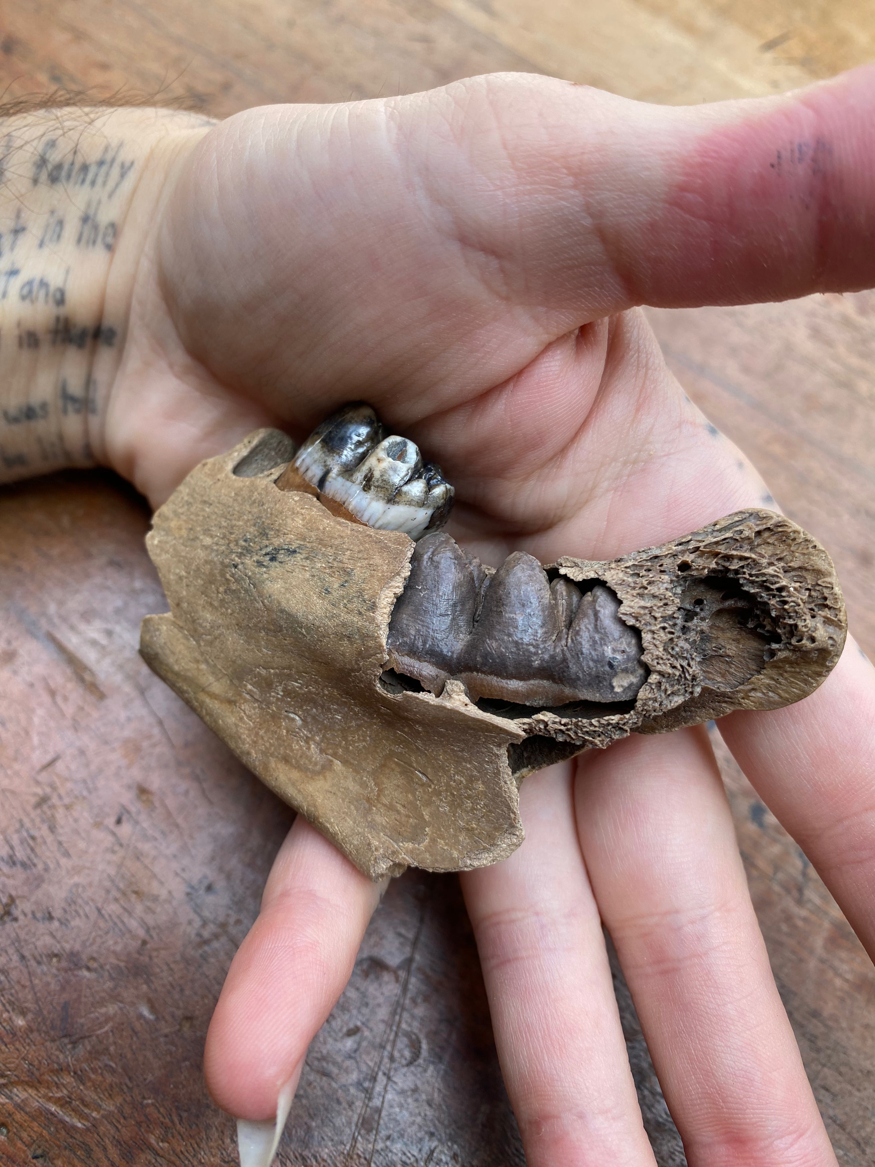 Wild Boar Juvenile Milk Tooth Jaw