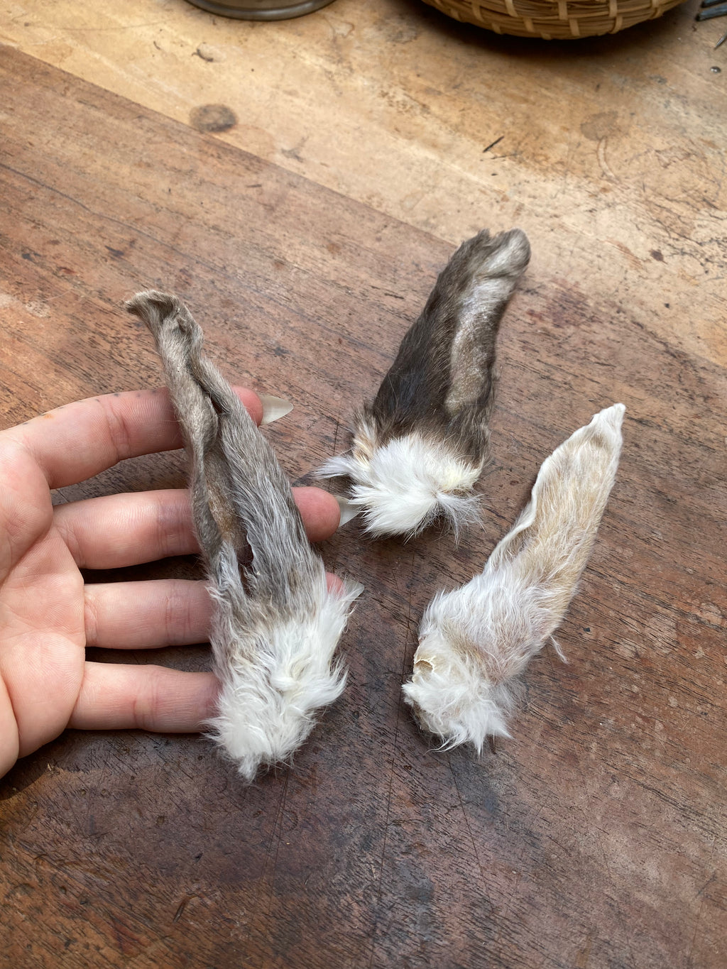 Dried Rabbit Ears