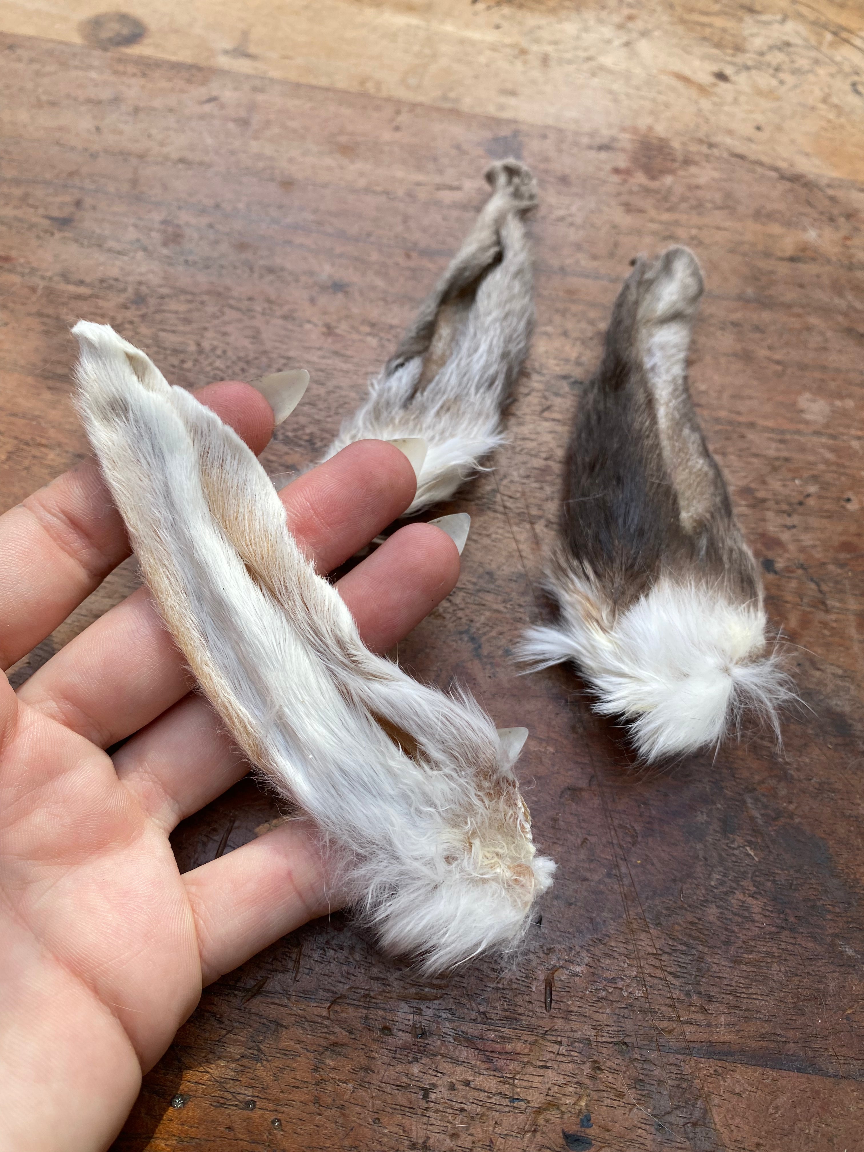 Dried Rabbit Ears