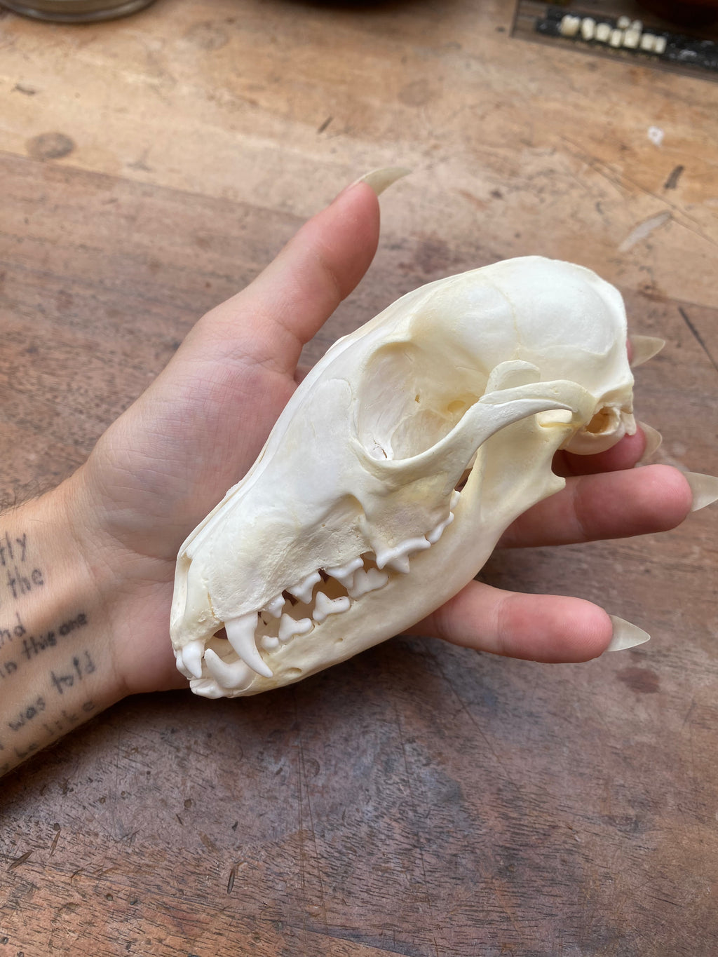 Complete Fox Skull